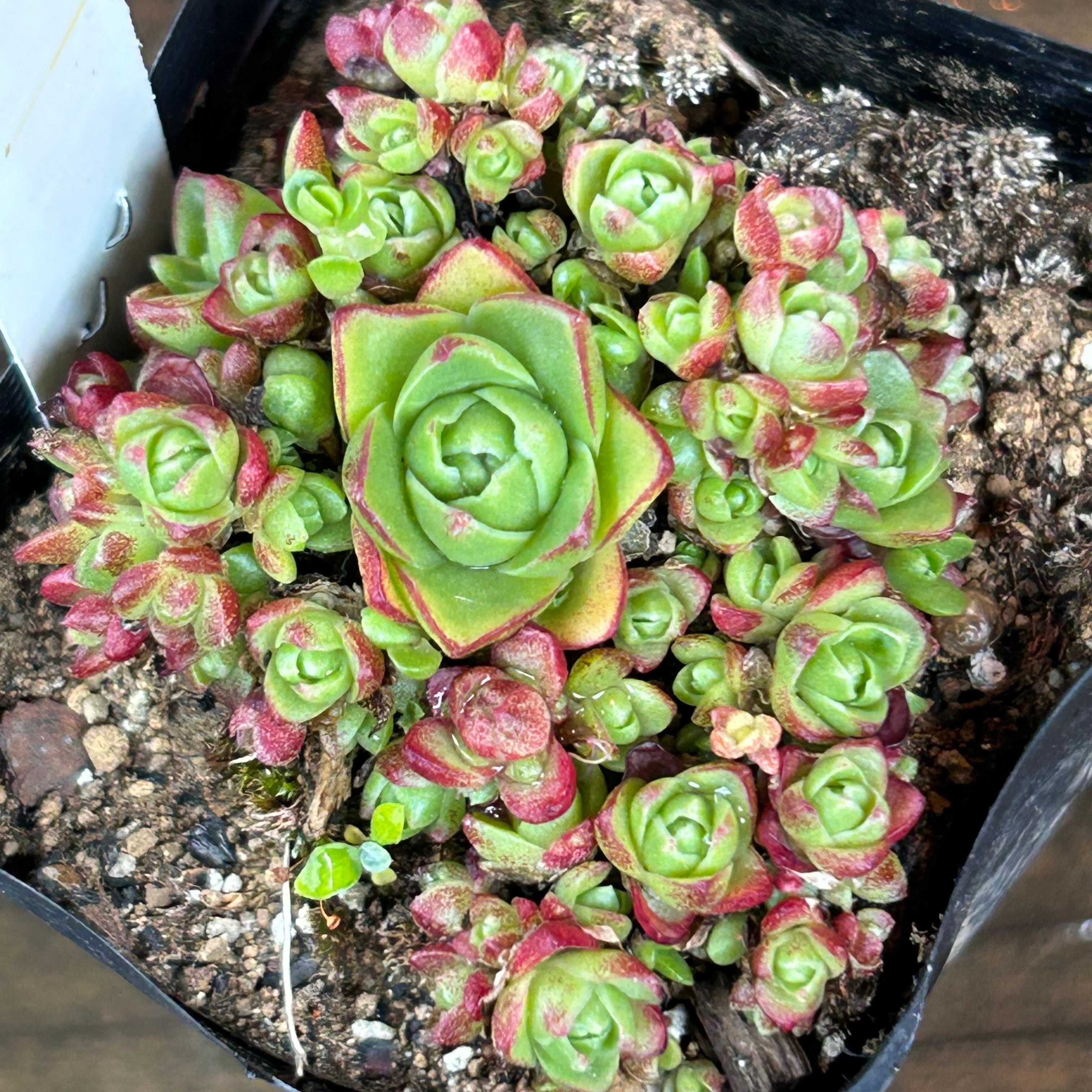 薄紅蓮華 | RuPo 多肉植物専門店