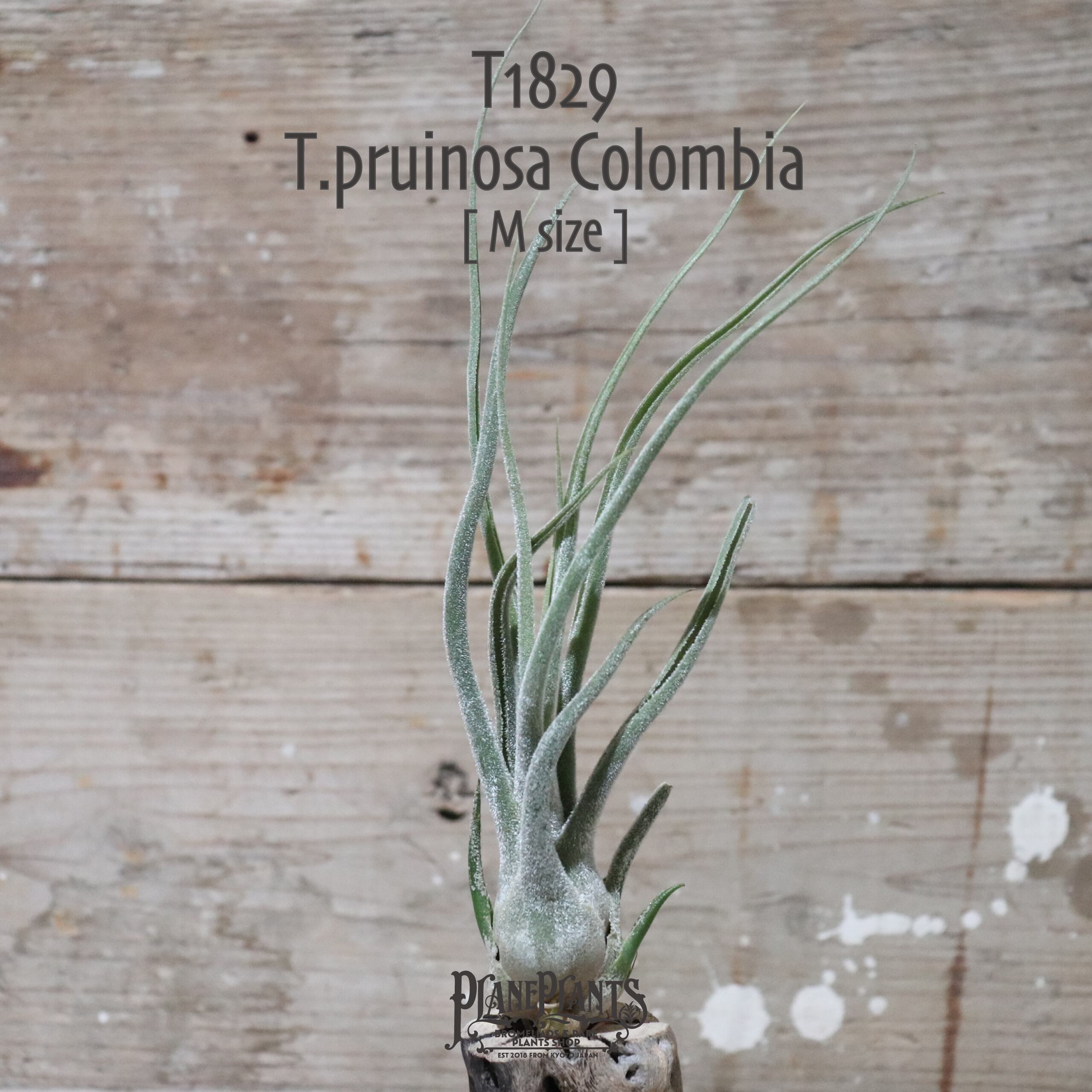 【送料無料】プルイノーサ コロンビア〔エアプランツ〕現品発送T1829