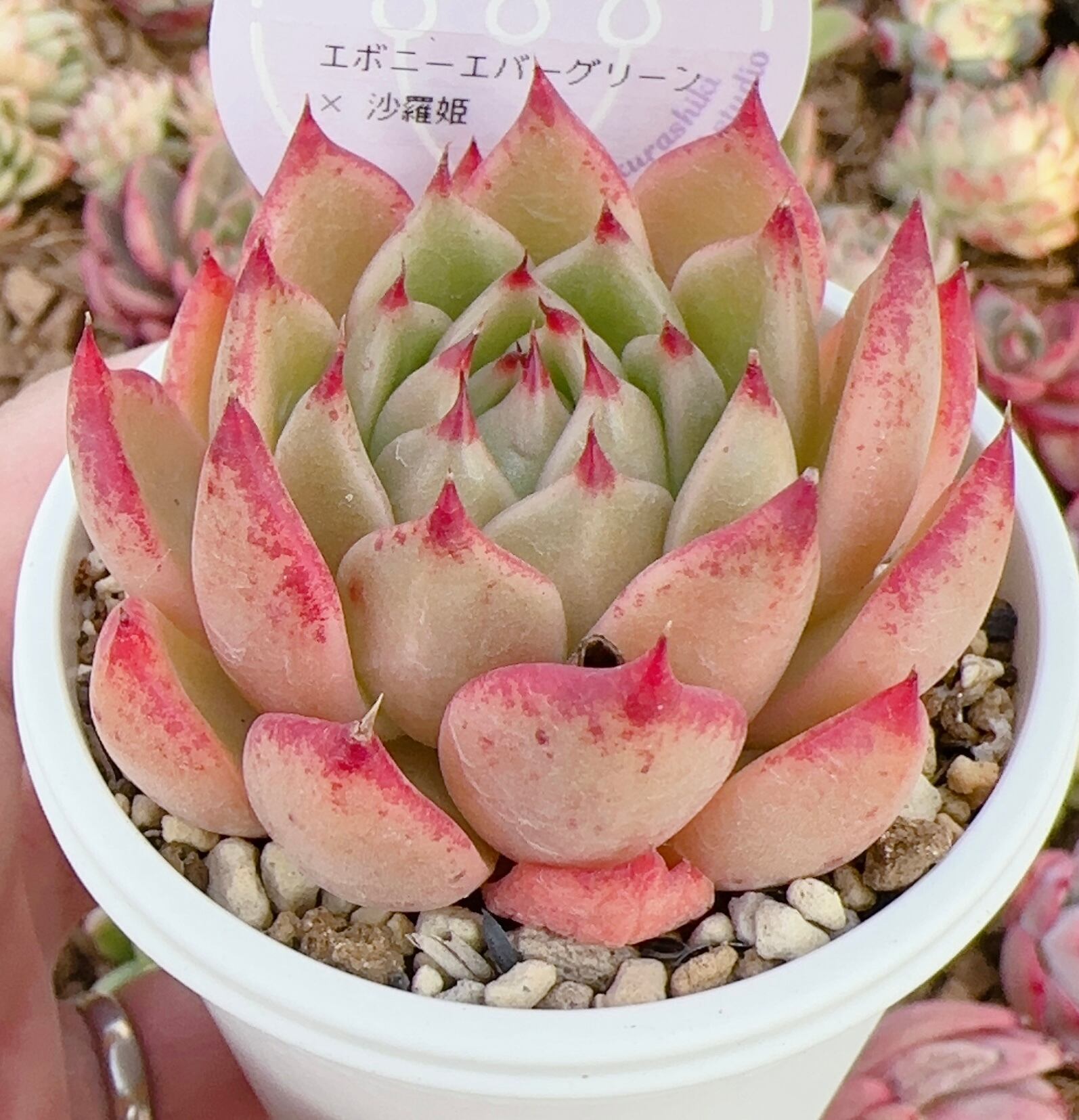 ☆【特別選抜実生苗】☆エボニーエバーグリーン×マリア⚫︎56番 | 倉敷