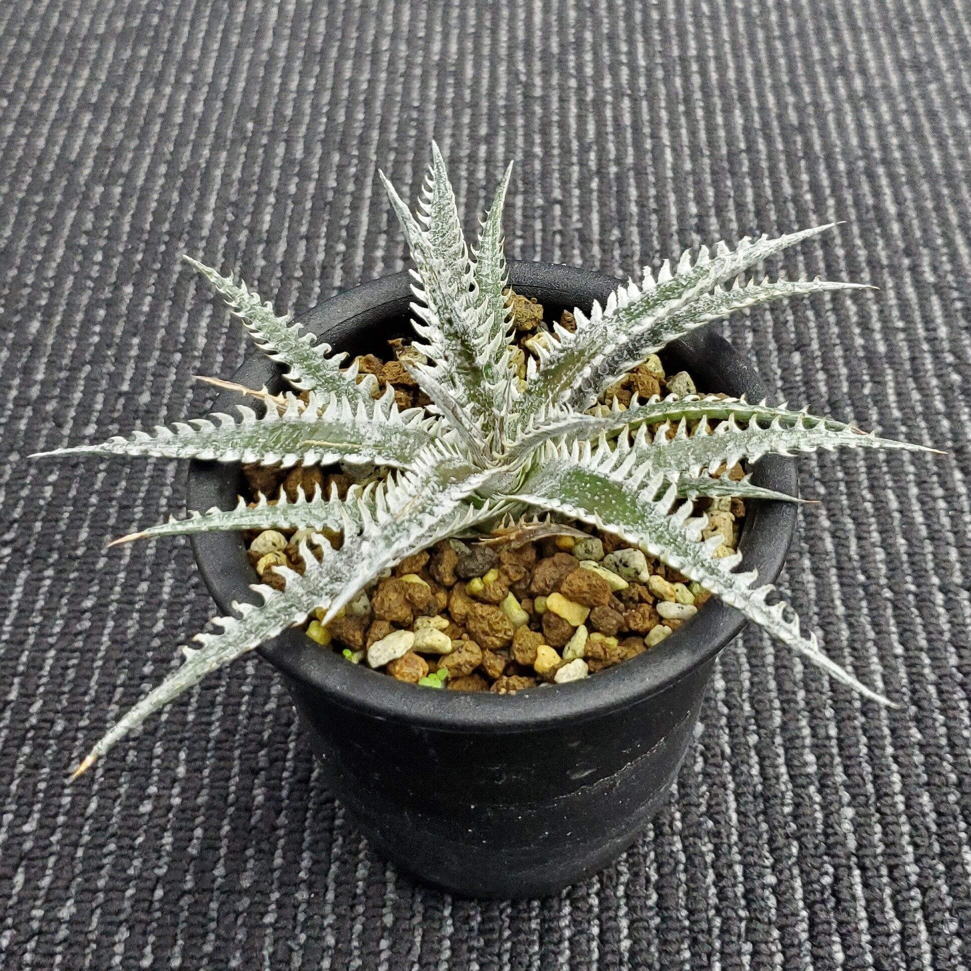 a0310_Dyckia 'Stealth Assassin'：ディッキア・ステルスアサシン