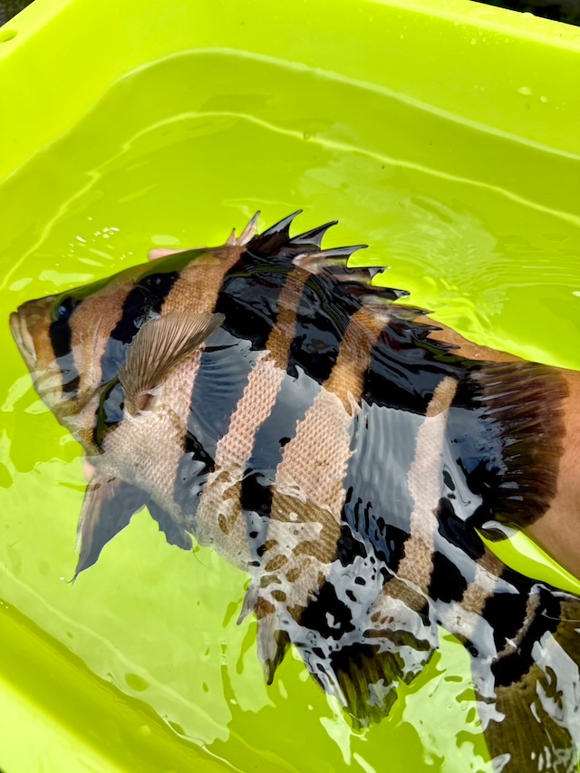 スマトラタイガー