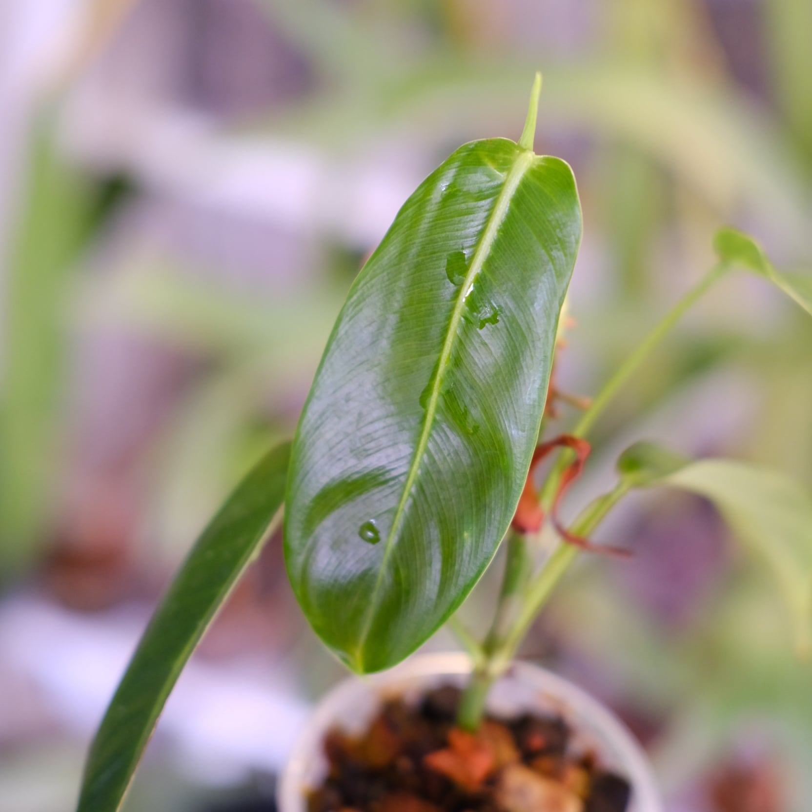 フィロデンドロン パトリシアエ│Philodendron patriciae│観葉植物
