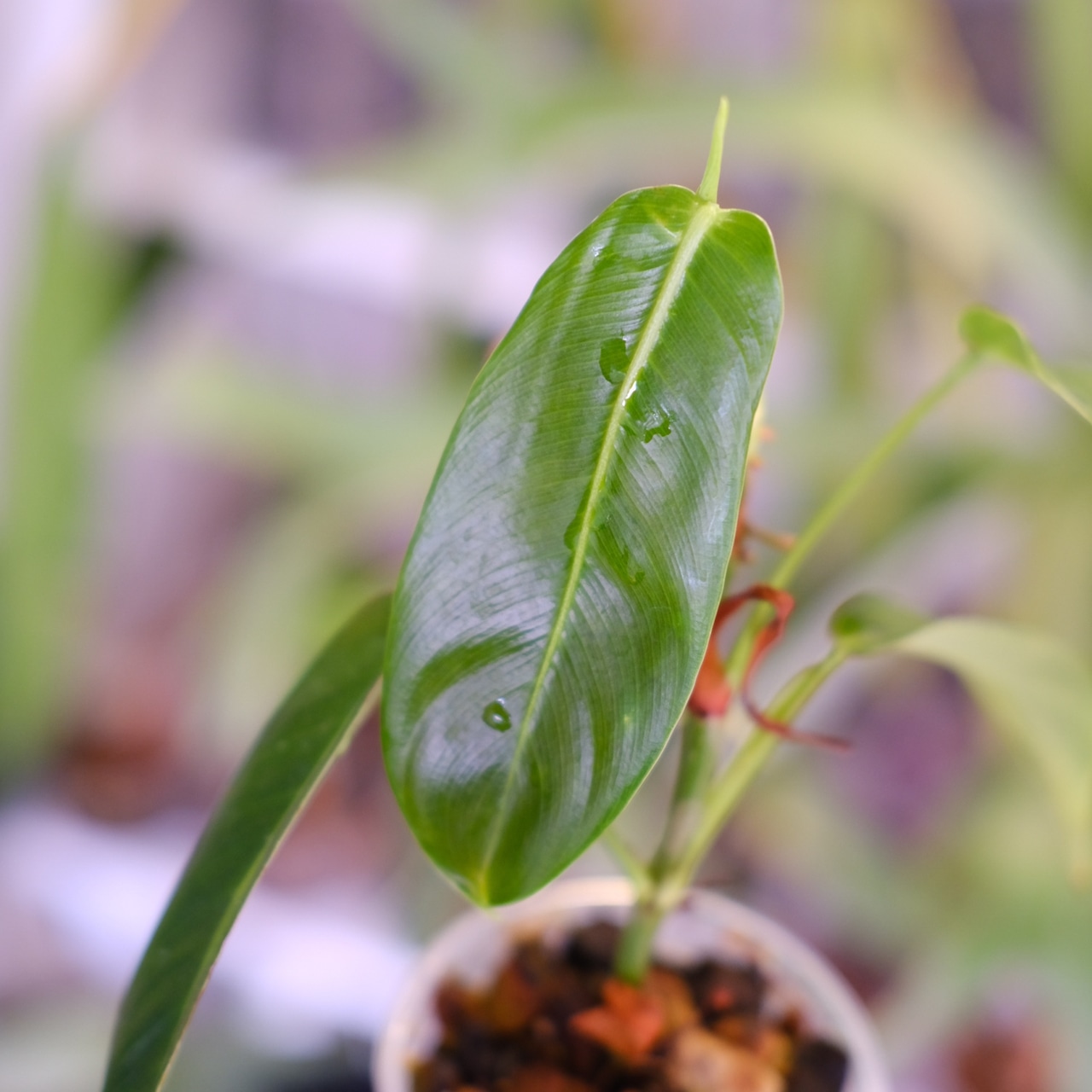 フィロデンドロン パトリシアエ│Philodendron patriciae│観葉植物