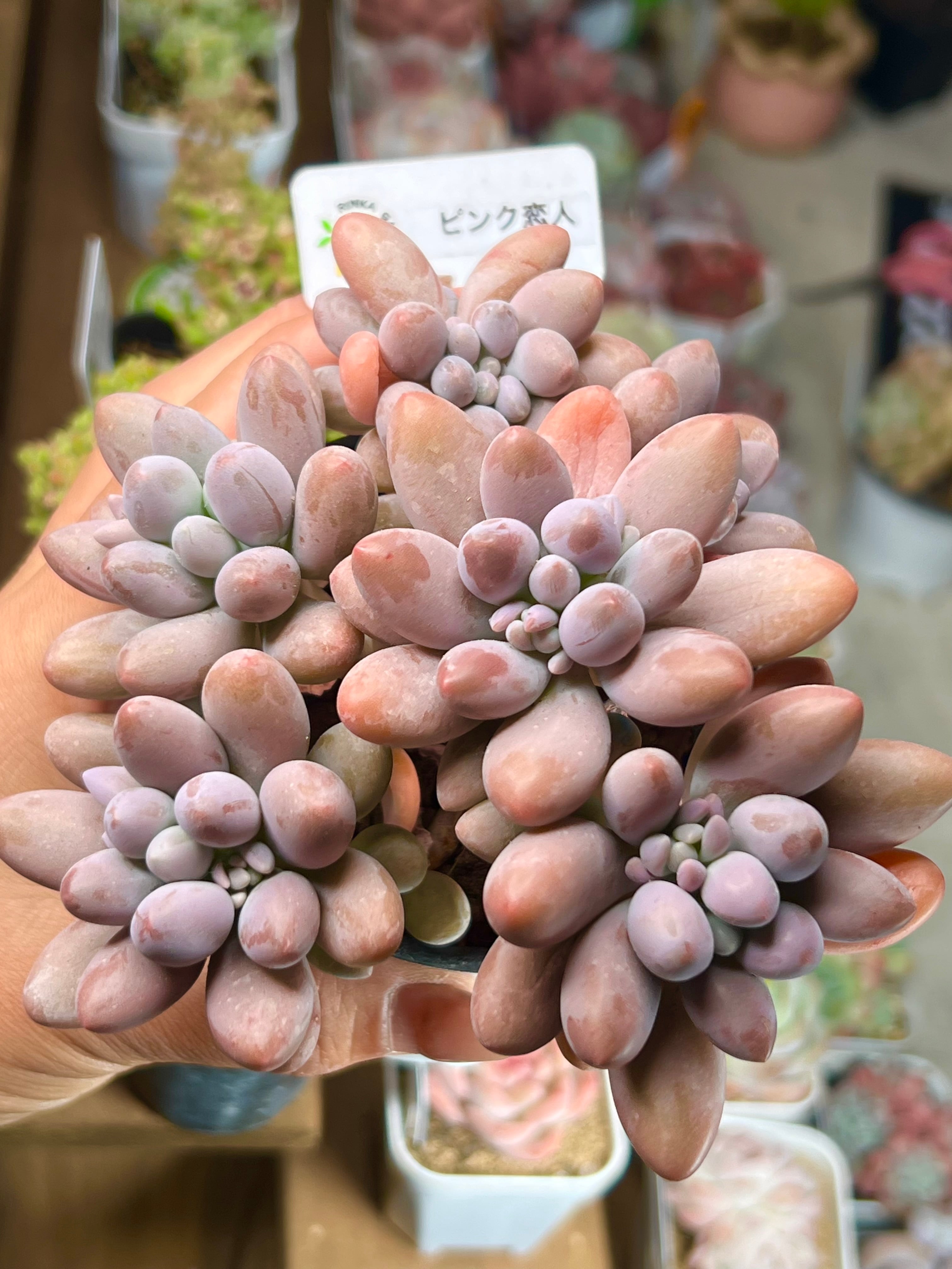 ティファニーブルーの花束 薔薇20本使用 | PAY ID