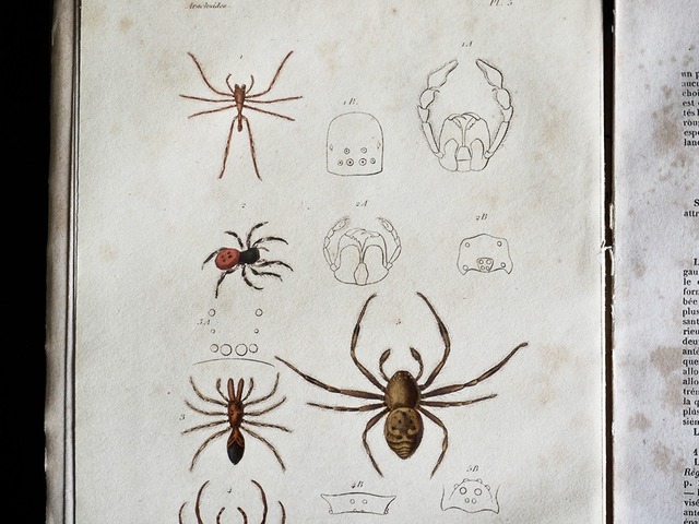 Histoire Naturelle des CRUSTACÉS DES ARACHNIDES