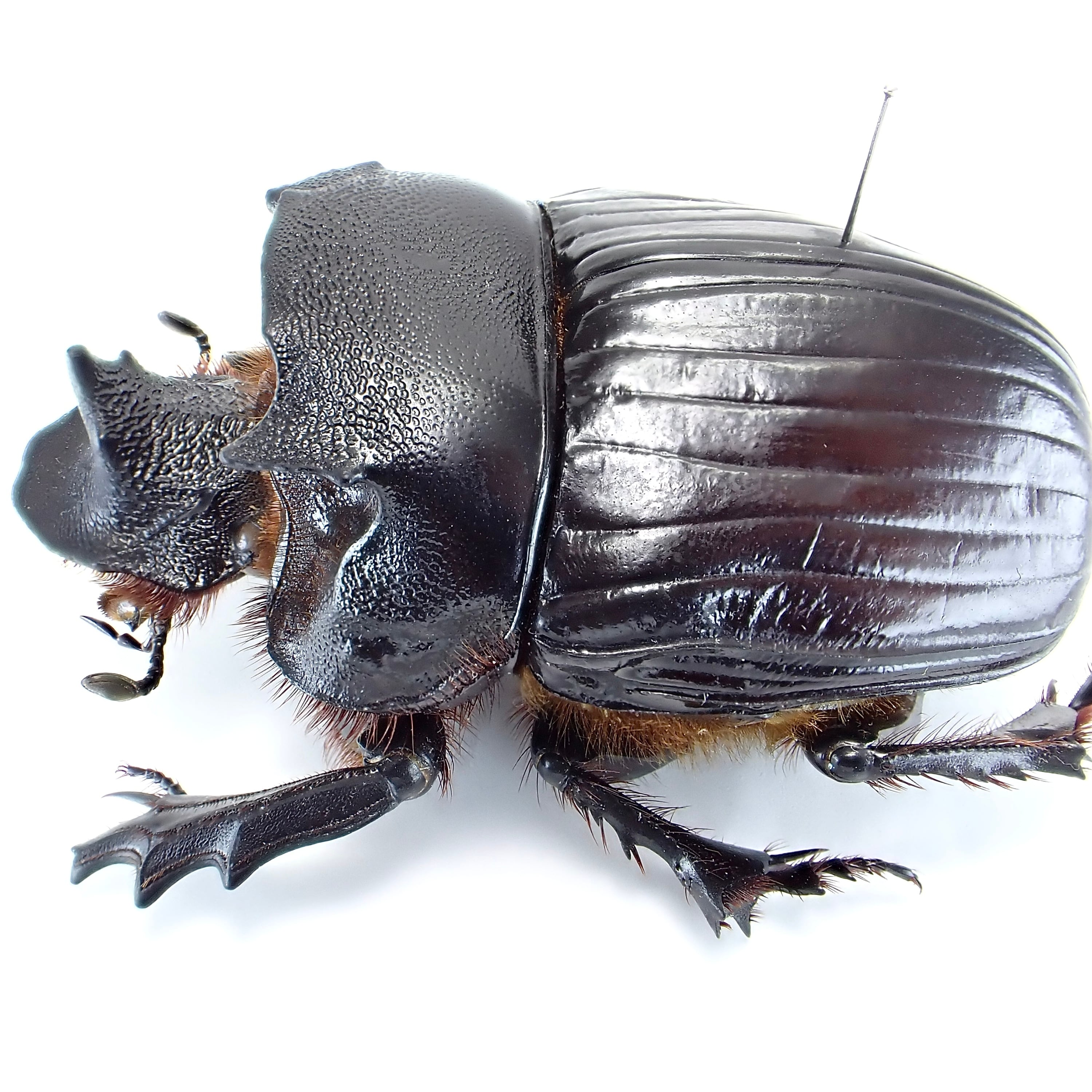 タンザニア産 Heliocopris colossus ♂ 59mm | 昆虫標本 Diggers & Rollers