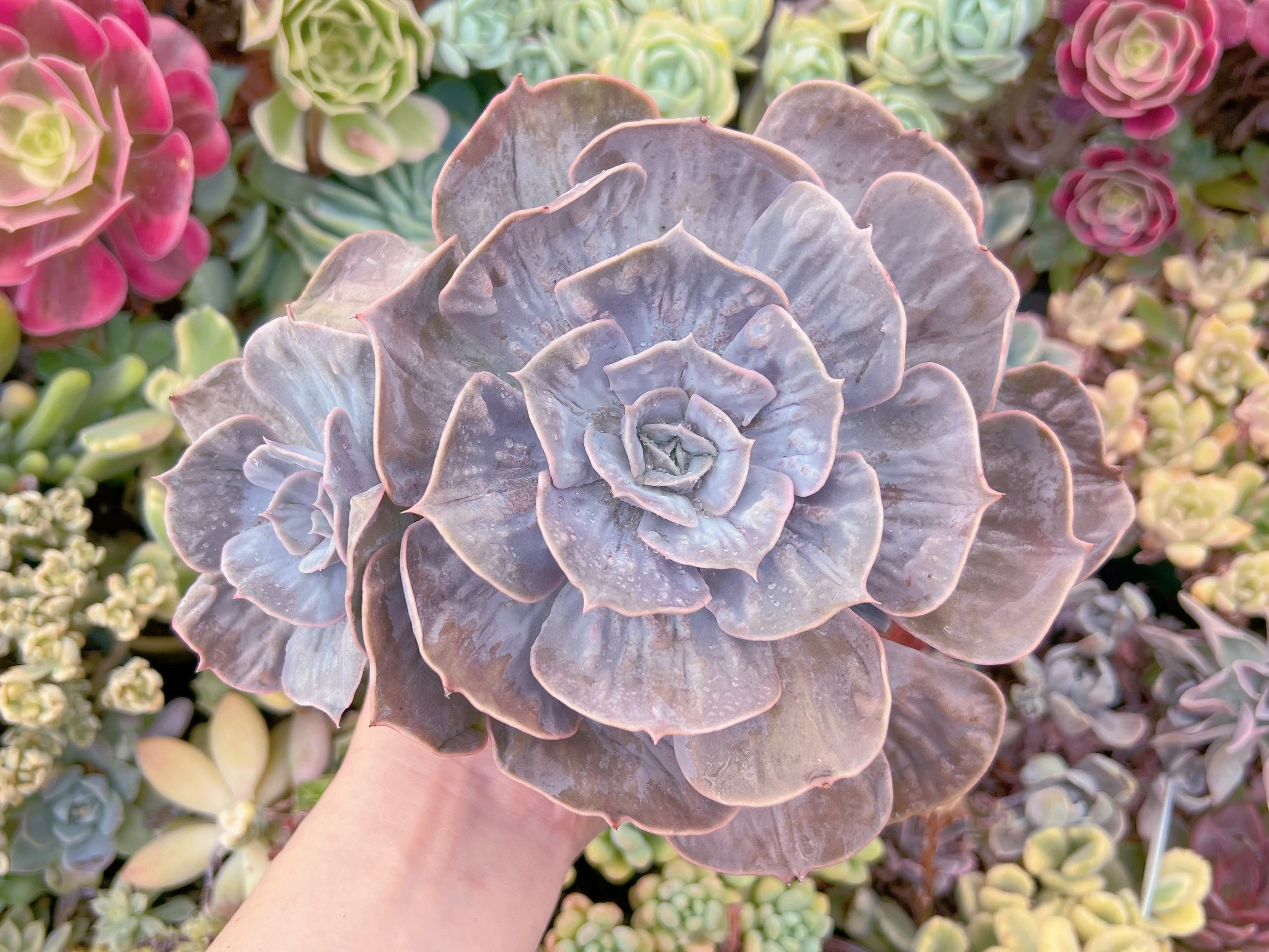 現品　マーブル錦#656　大苗　るる農園