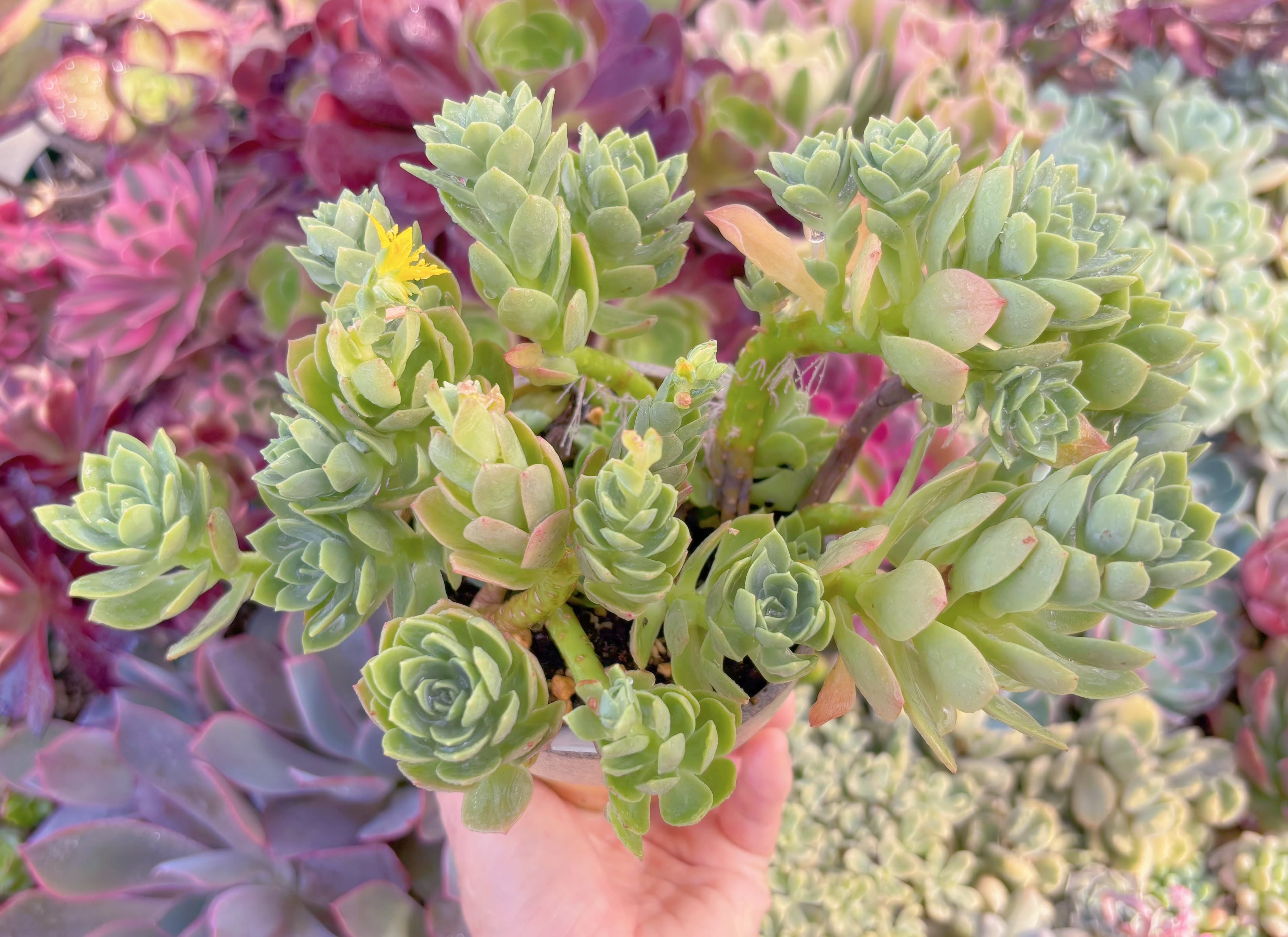 現品　グリーンローズ#B67　るる農園