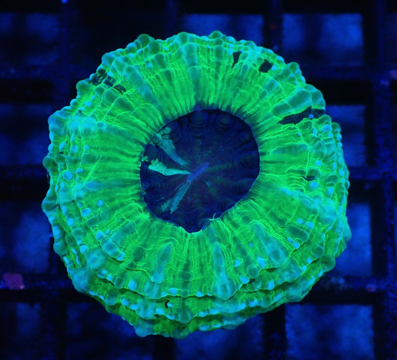Achanthophyllia Deshayesiana 2 Yellow