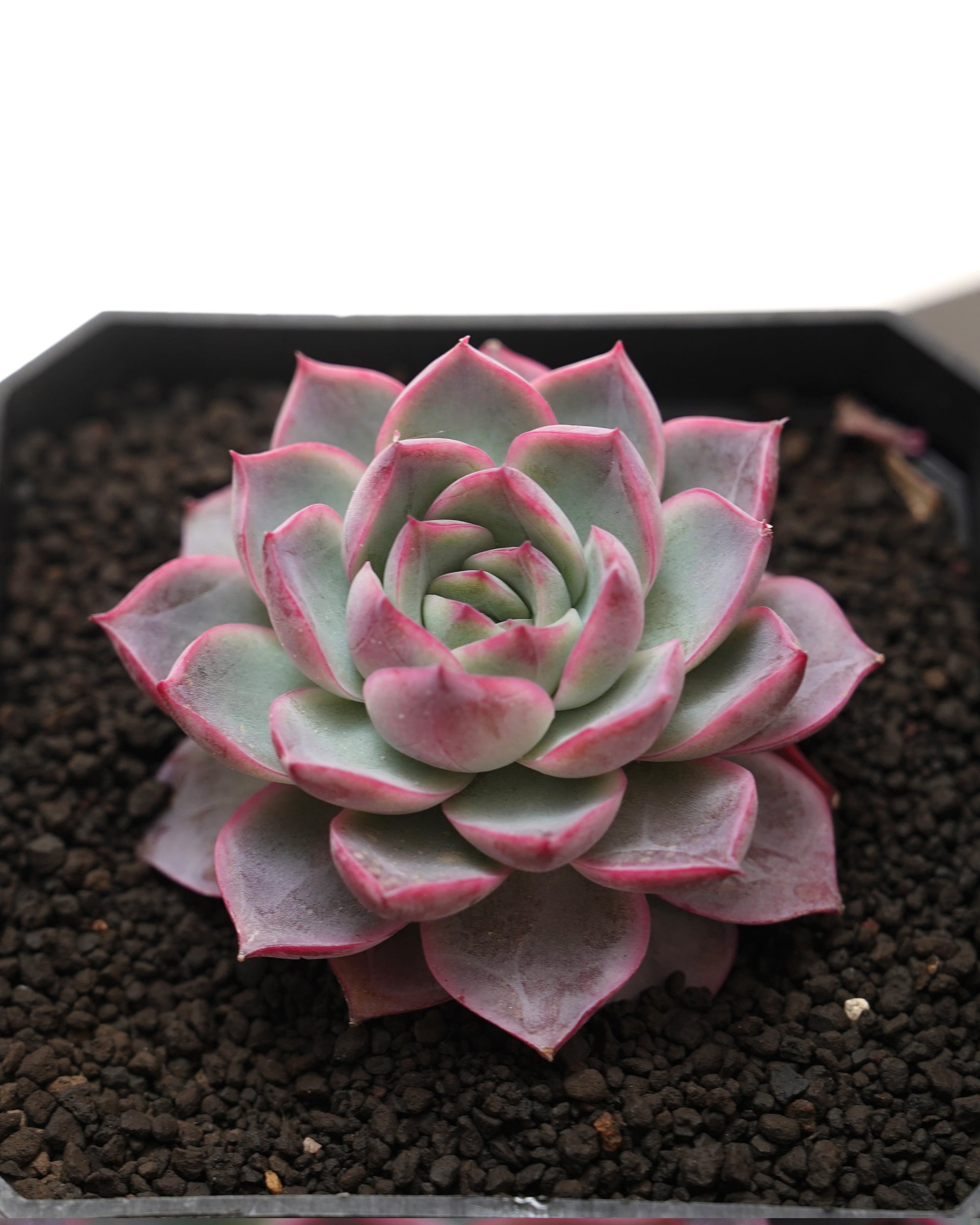 抜き苗 アエオニウム 魅金ローズ錦 Aeonium 'Charm Golden Rose