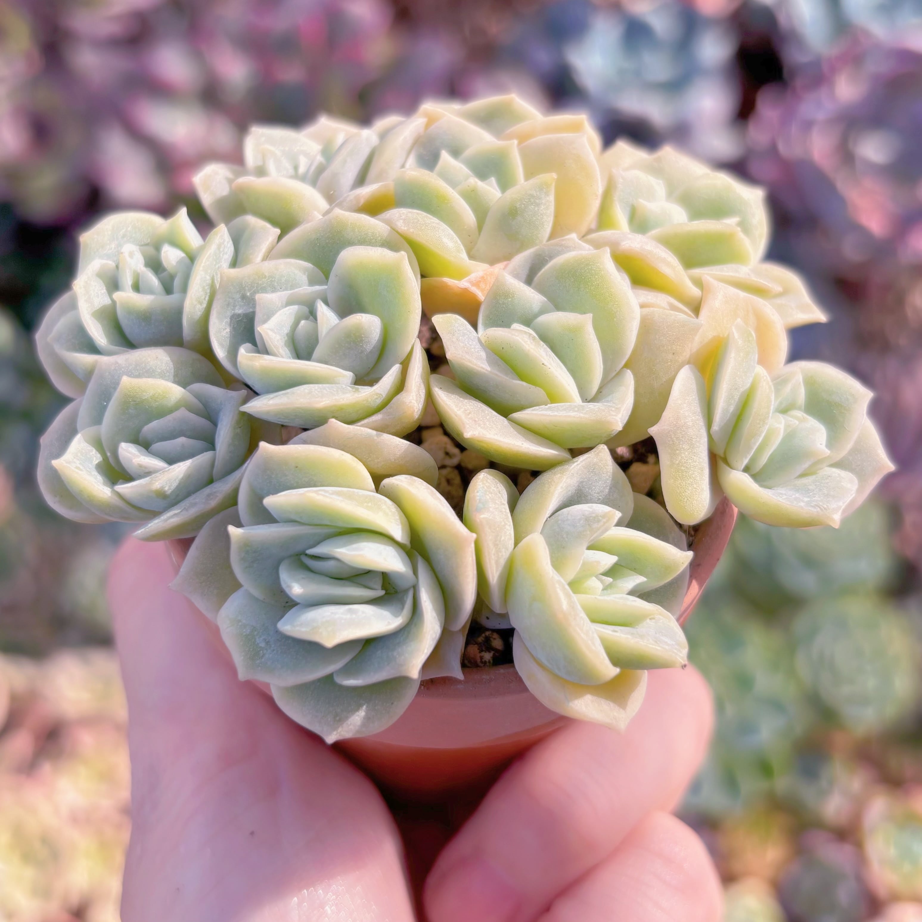多肉植物 ラブリーローズ(10苗) 在庫僅少 新入荷 るる農園 | るる農園