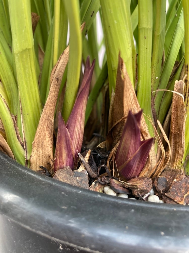 キンリョウヘン大株 花芽5芽以上 | 日本ライン花木センター