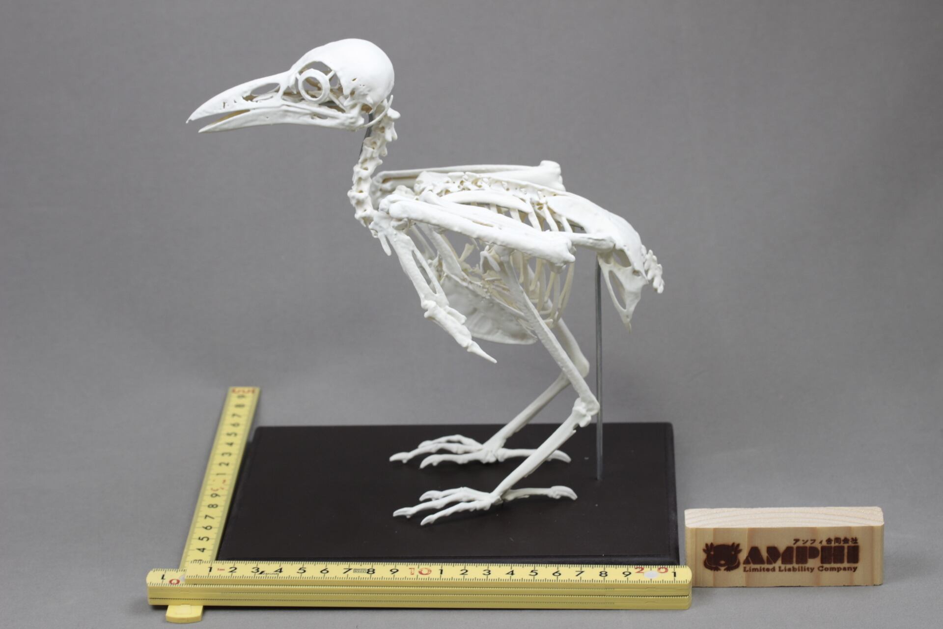 ハシボソガラス（Corvus corone）等倍全身骨格模型 | アンフィ合同会社