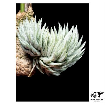 Aechmea disjuncta | PAY ID