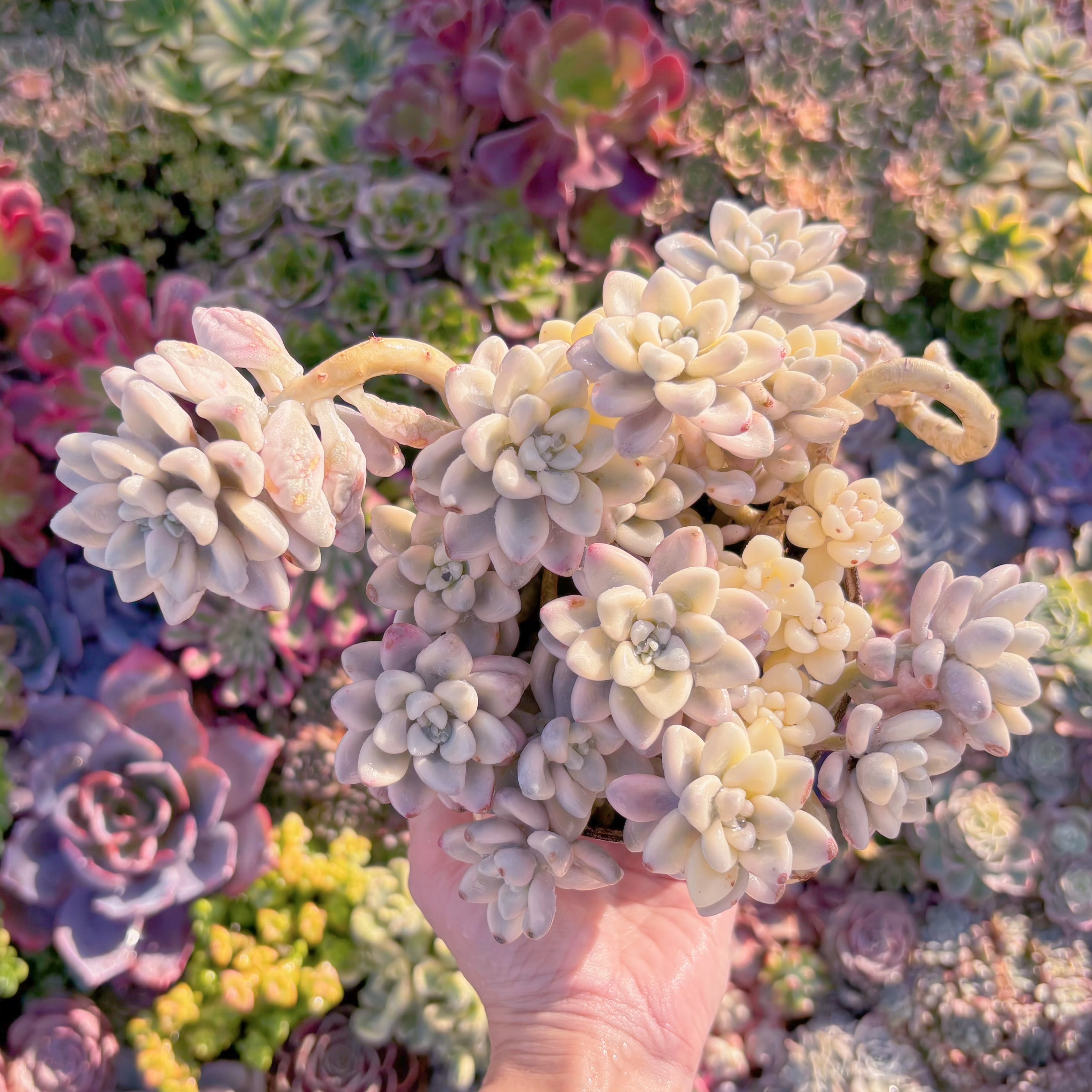 現品　エイレン錦#M103　大群生　在庫僅少　るる農園