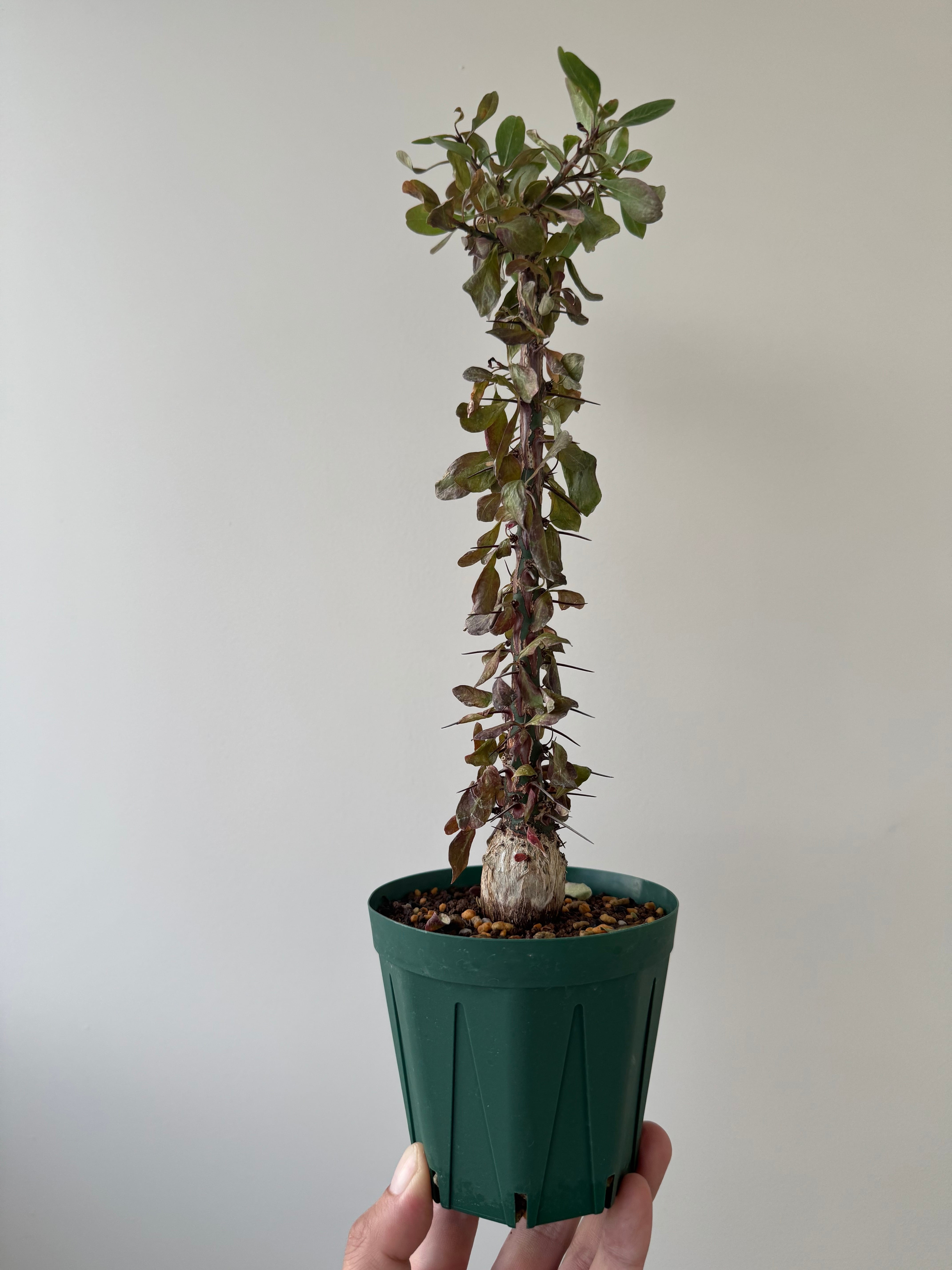 【新着】Fouquieria fasciculata 【抜群の塊根部・選抜実生苗】フォークイエリア ファシクラータ