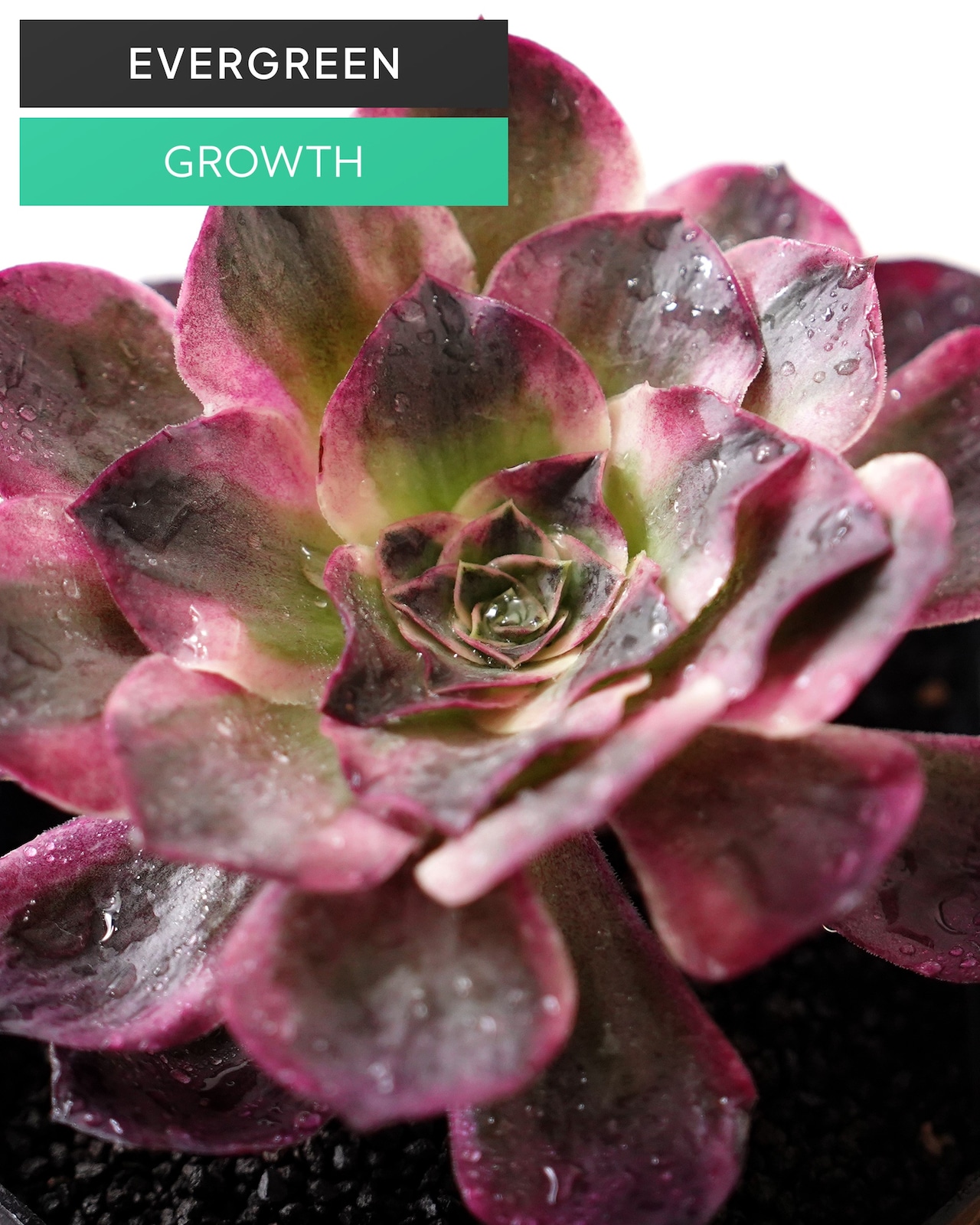発根済カット苗 アエオニウム 魅金ローズ錦 L Aeonium 'Charm Golden Rose Variegated'