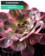 発根済カット苗 アエオニウム 魅金ローズ錦 L Aeonium 'Charm Golden Rose Variegated'
