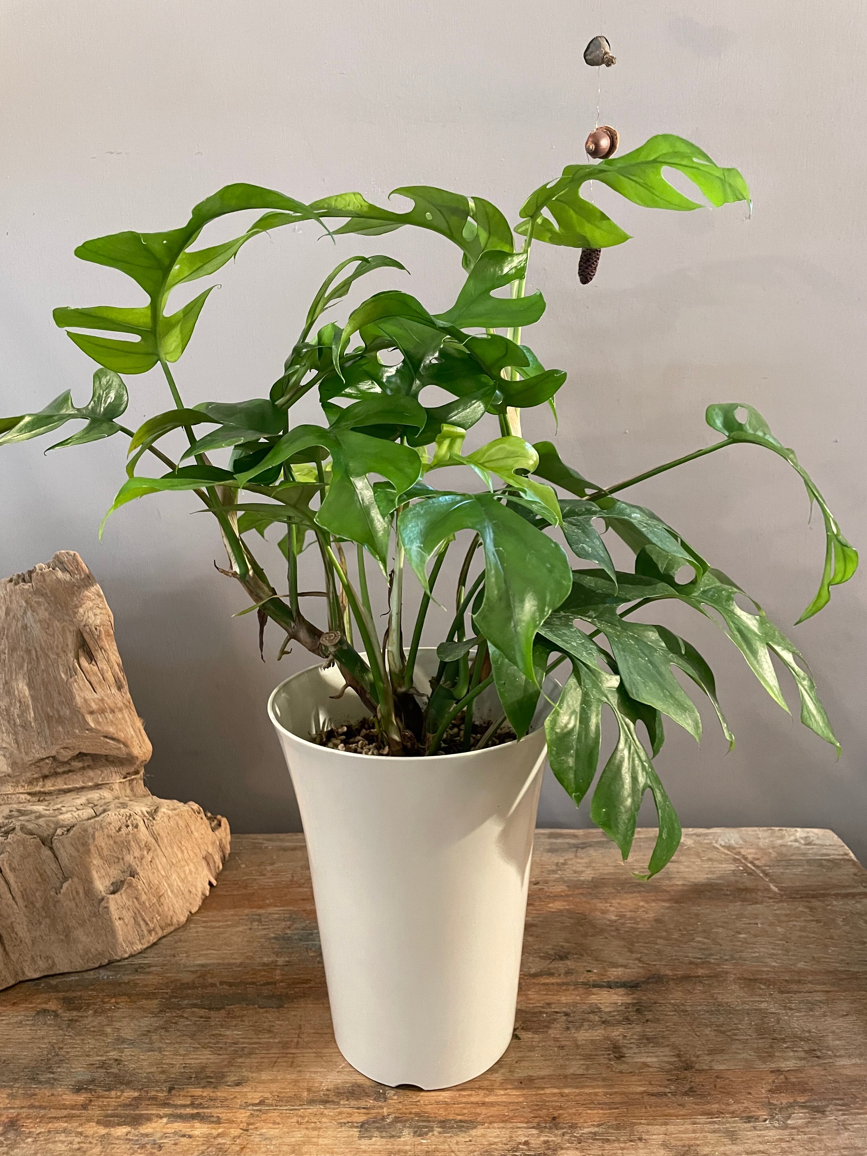 観葉植物【モンステラ オブリクア ムユナ トワ2】 フィロデンドロン 観葉植物【モンステラ オブリクア ムユナ トワ2】 フィロデンドロン