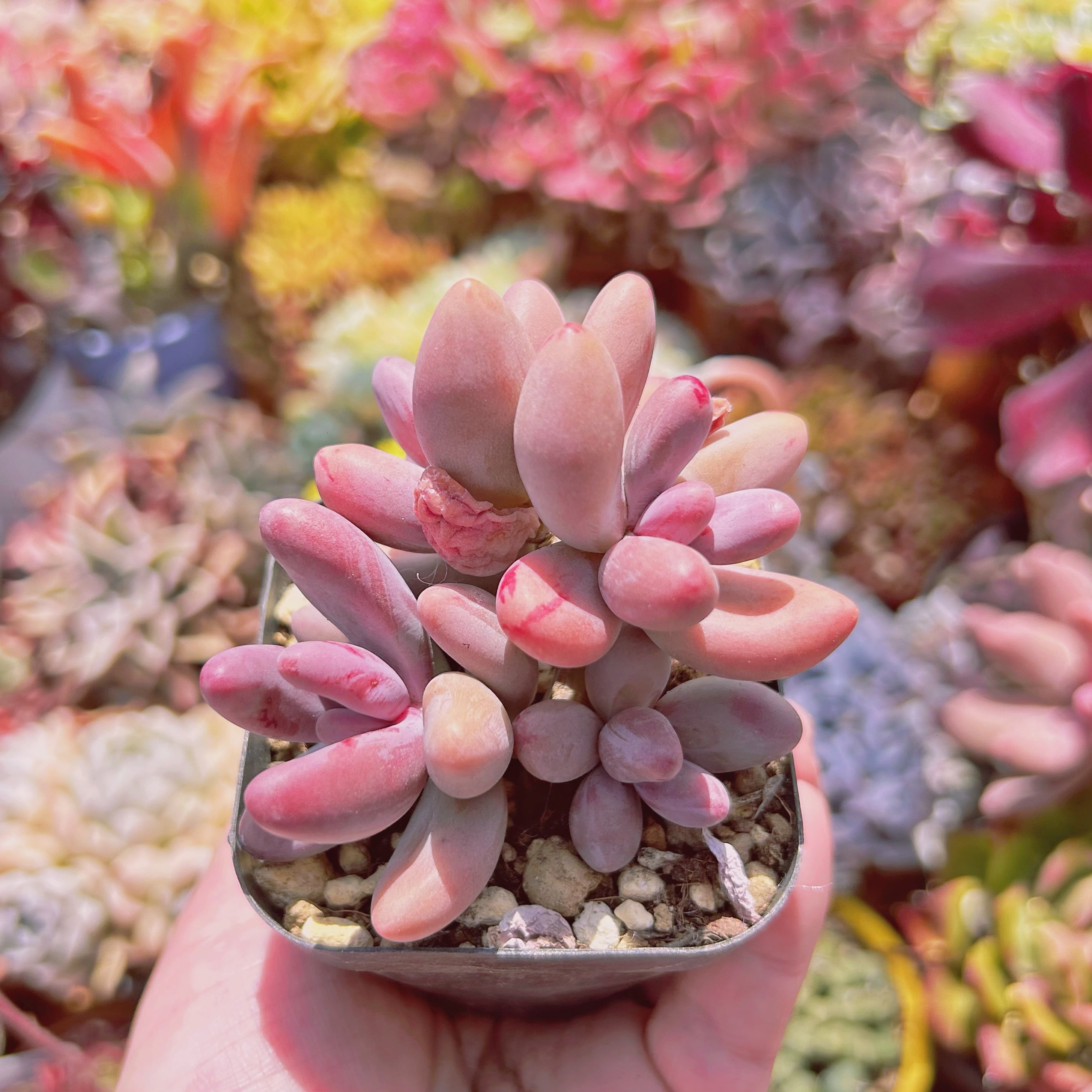 #622現物　多肉植物　パープルグレープ錦　