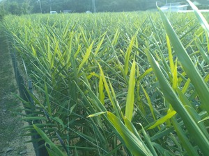 寒露のよりこんぼセット