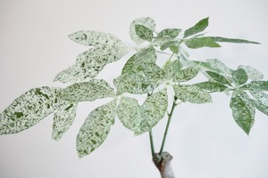 【都内近郊限定配送】【69cm】パキラ ミルキーウェイ/Pachira ※鉢カバー別売り