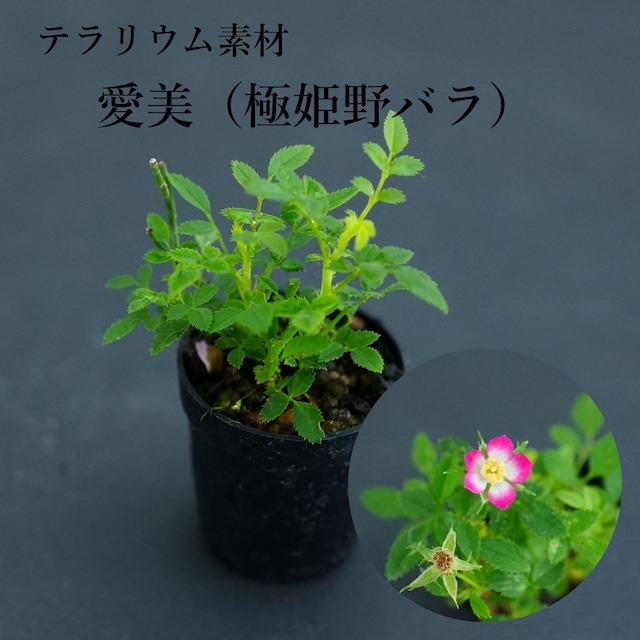 愛美（極姫バラ）|苔テラリウム作製用素材