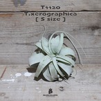 【送料無料】キセログラフィカ S〔エアプランツ〕現品発送T1120