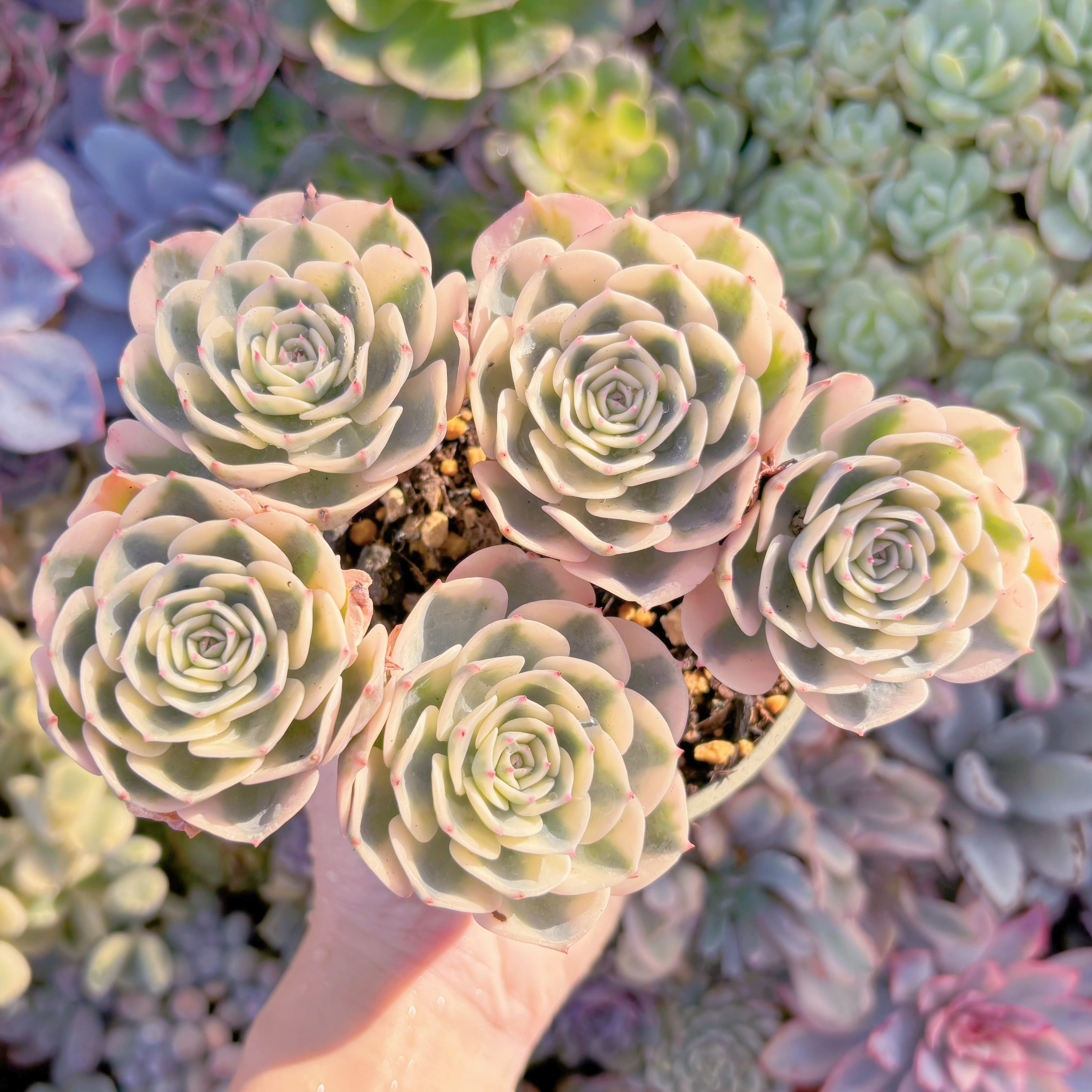 現品　ルノーディーン錦 #B54　大群生　新入荷　るる農園