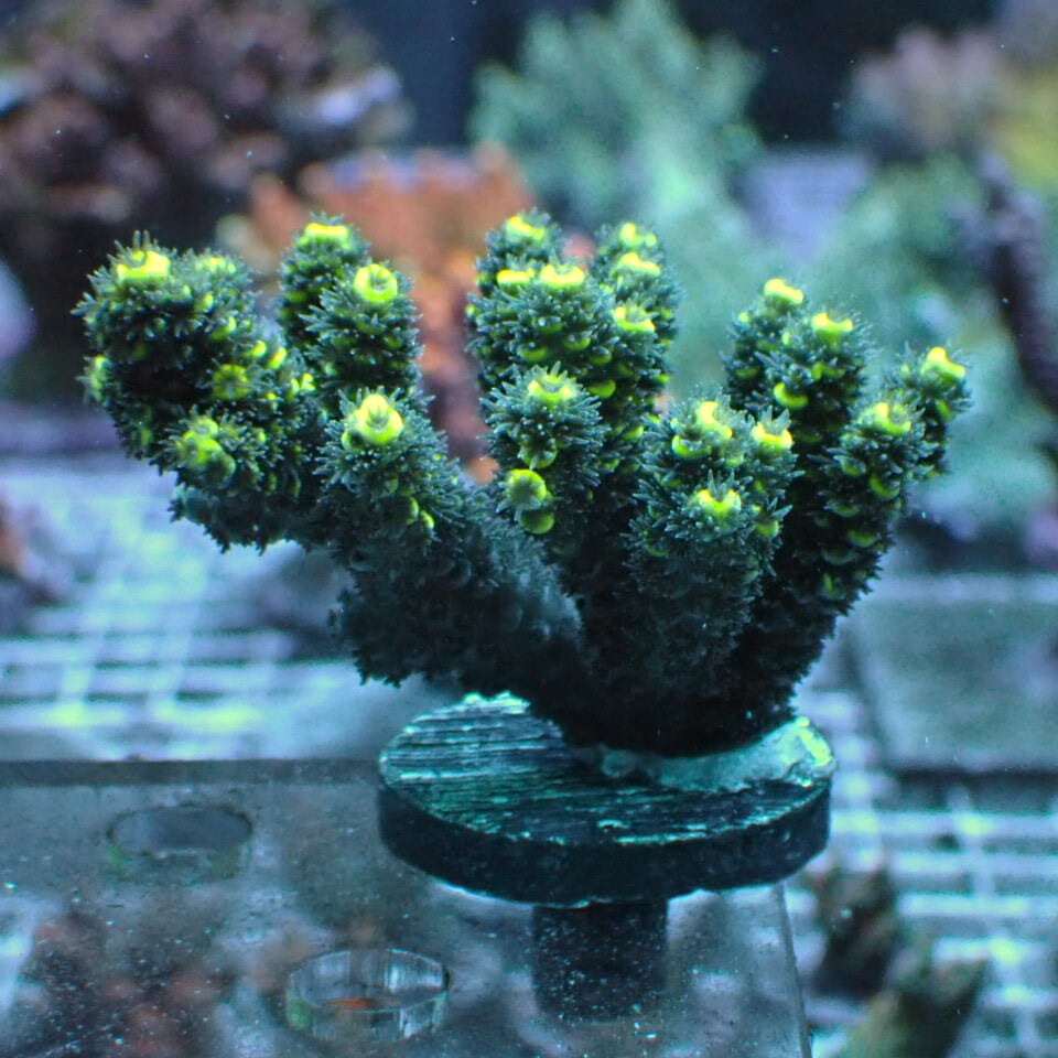ZOOX Lagoon RAYS （ラグーンレイズ）20W | HOUSE REEF(ハウスリーフ