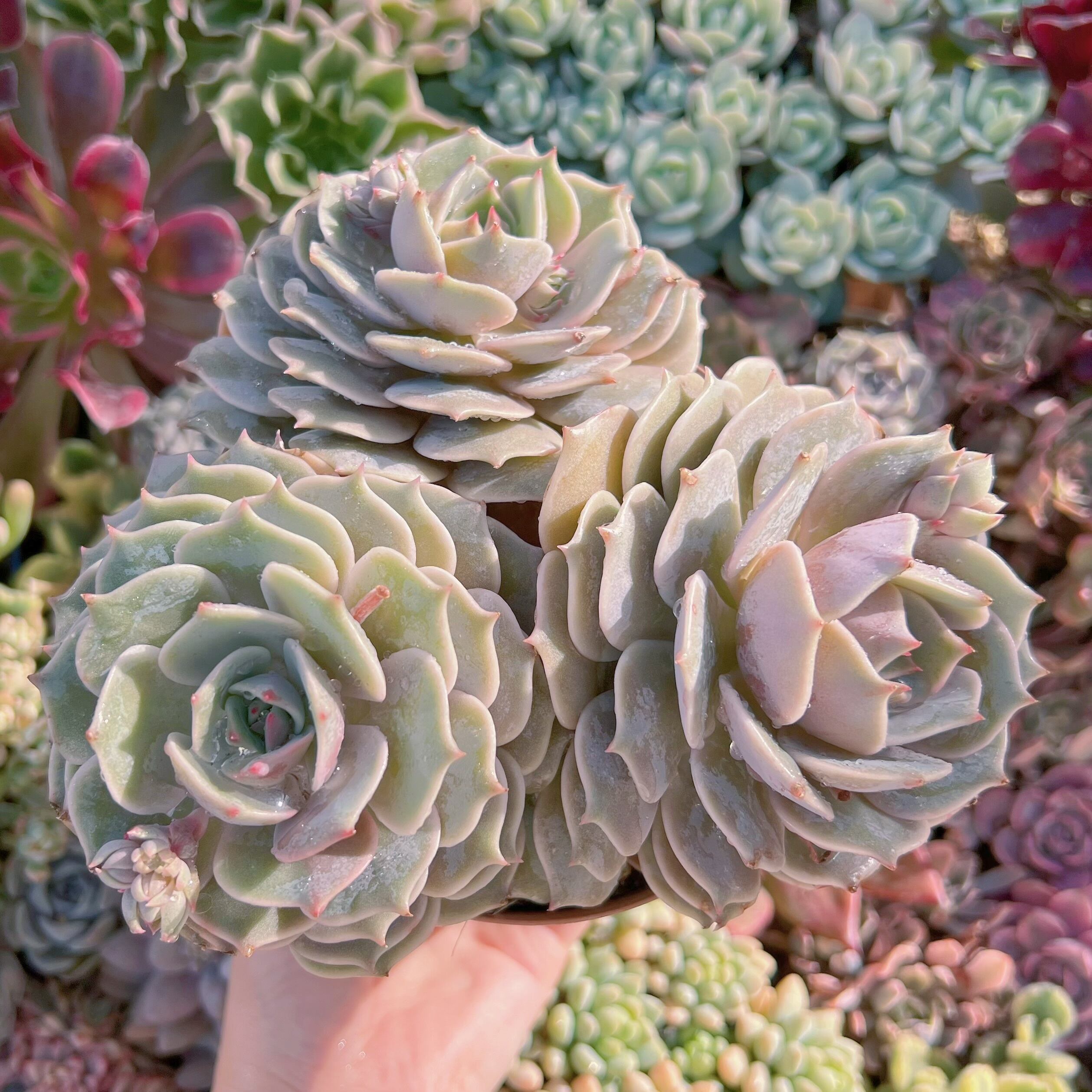 現品　ローラ#066　特大群生　新入荷　るる農園