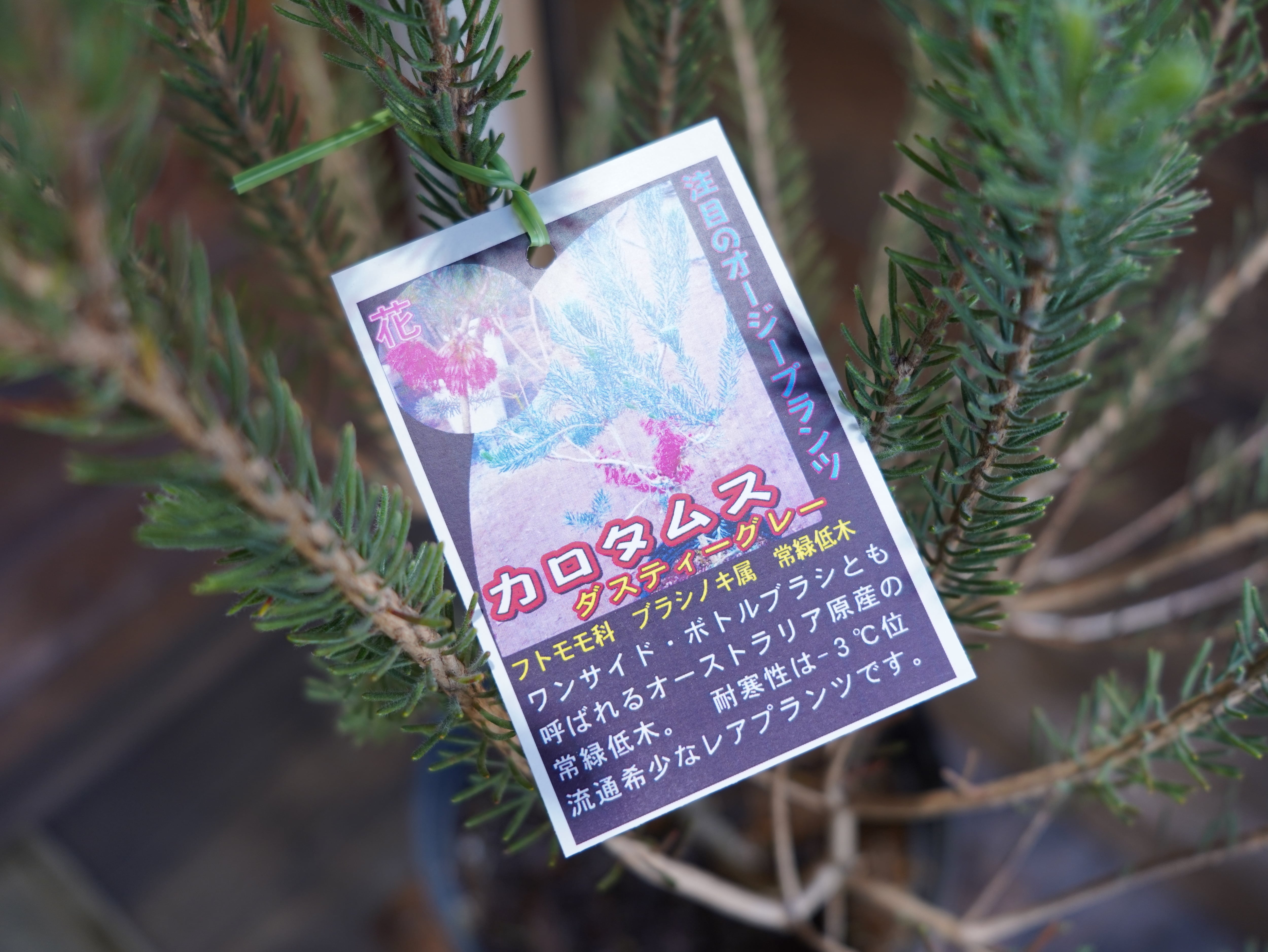 【現物】カロタムス　”ダスティーグレー”