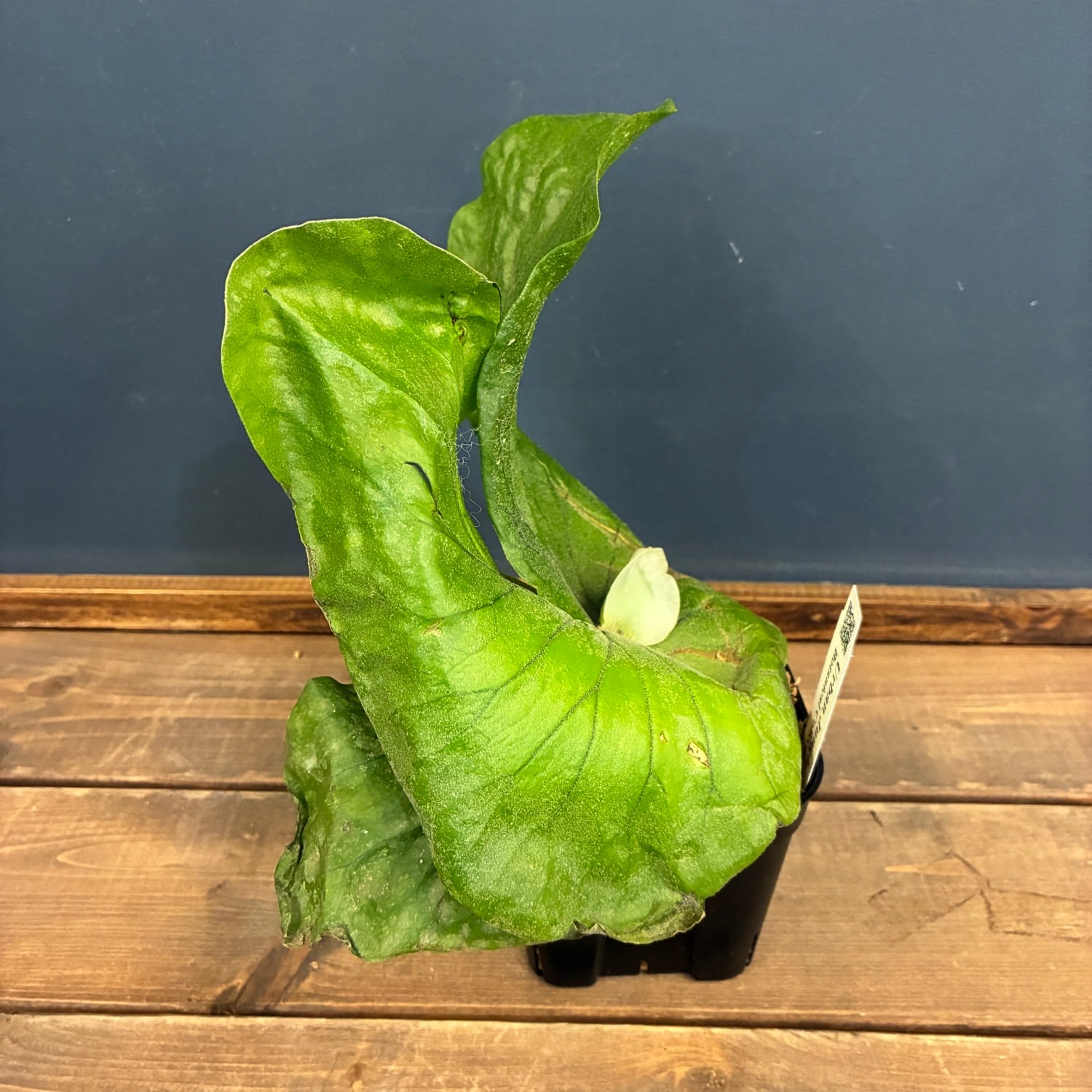 ビカクシダ P. elephantotis var. Mammuthus【797】 | PROTOLEAF