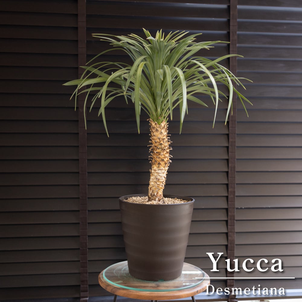 ユッカ・ロストラータ　鉢ごと発送 ユッカ ロストラータ④ 7号 鉢ごと発送