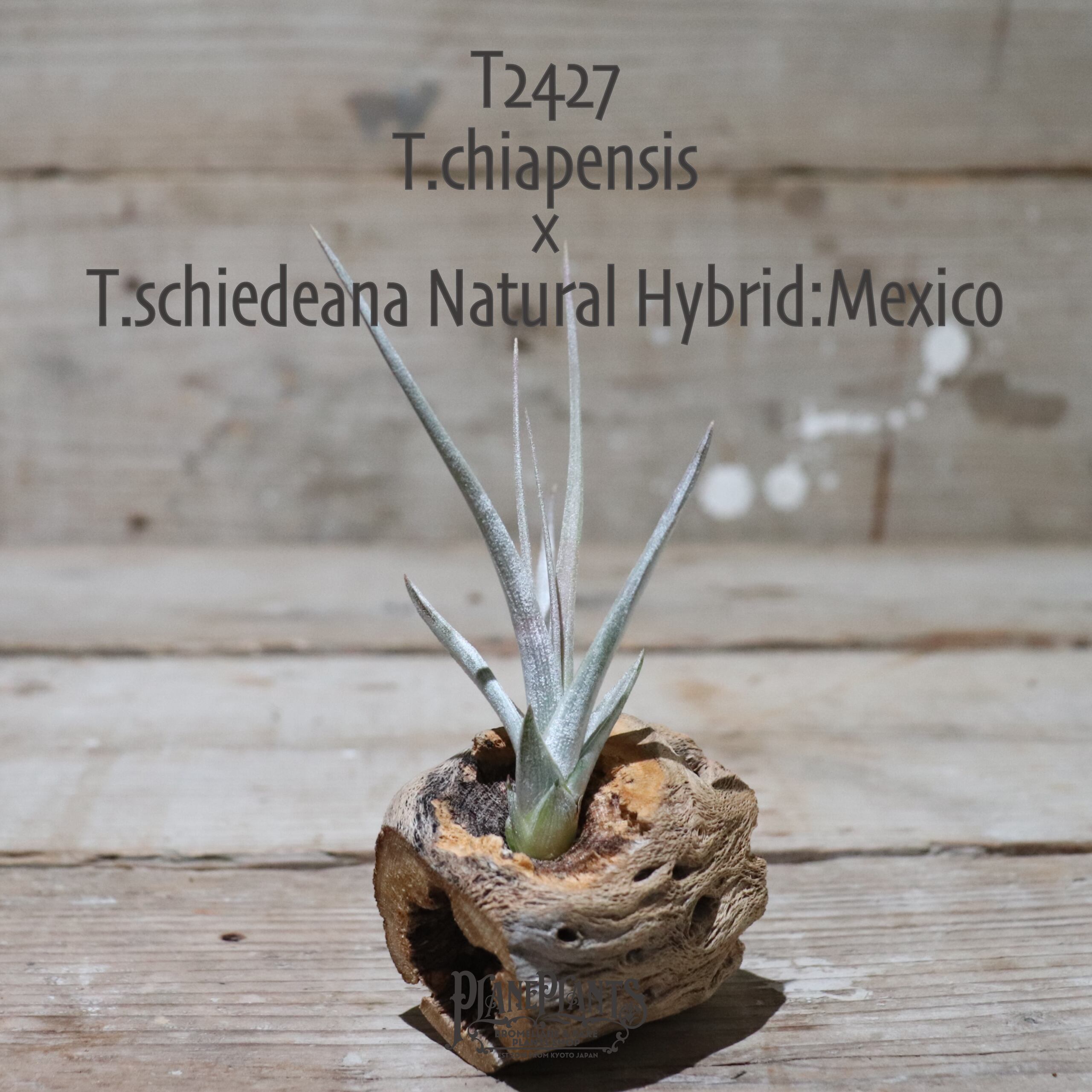 送料無料】chiapensis × schiedeana Natural Hybrid:Mexico〔エア