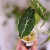 Alocasia ‘Venom’ / アロカシア・ヴェノム⑤