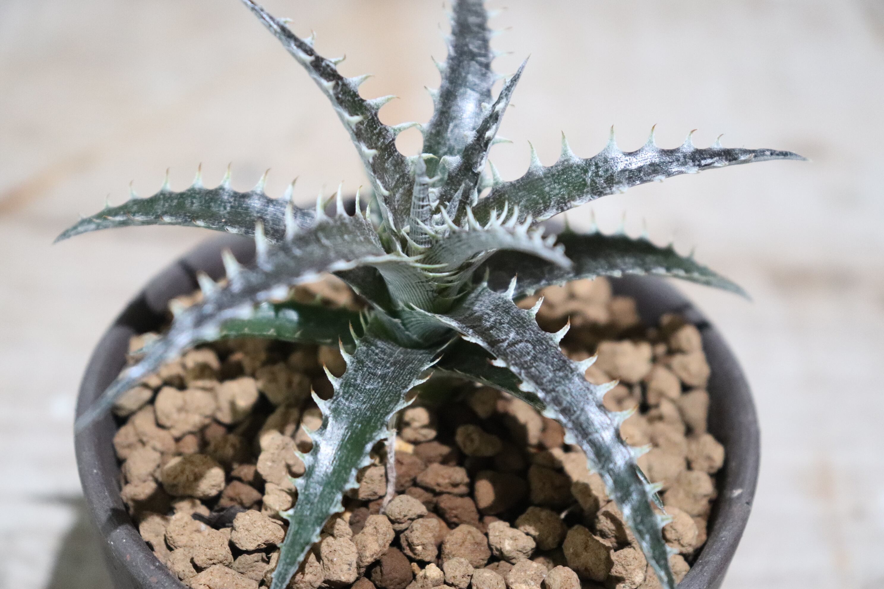 送料無料】'White Whiskers' x ('Brittle Star' F3 x goehringii