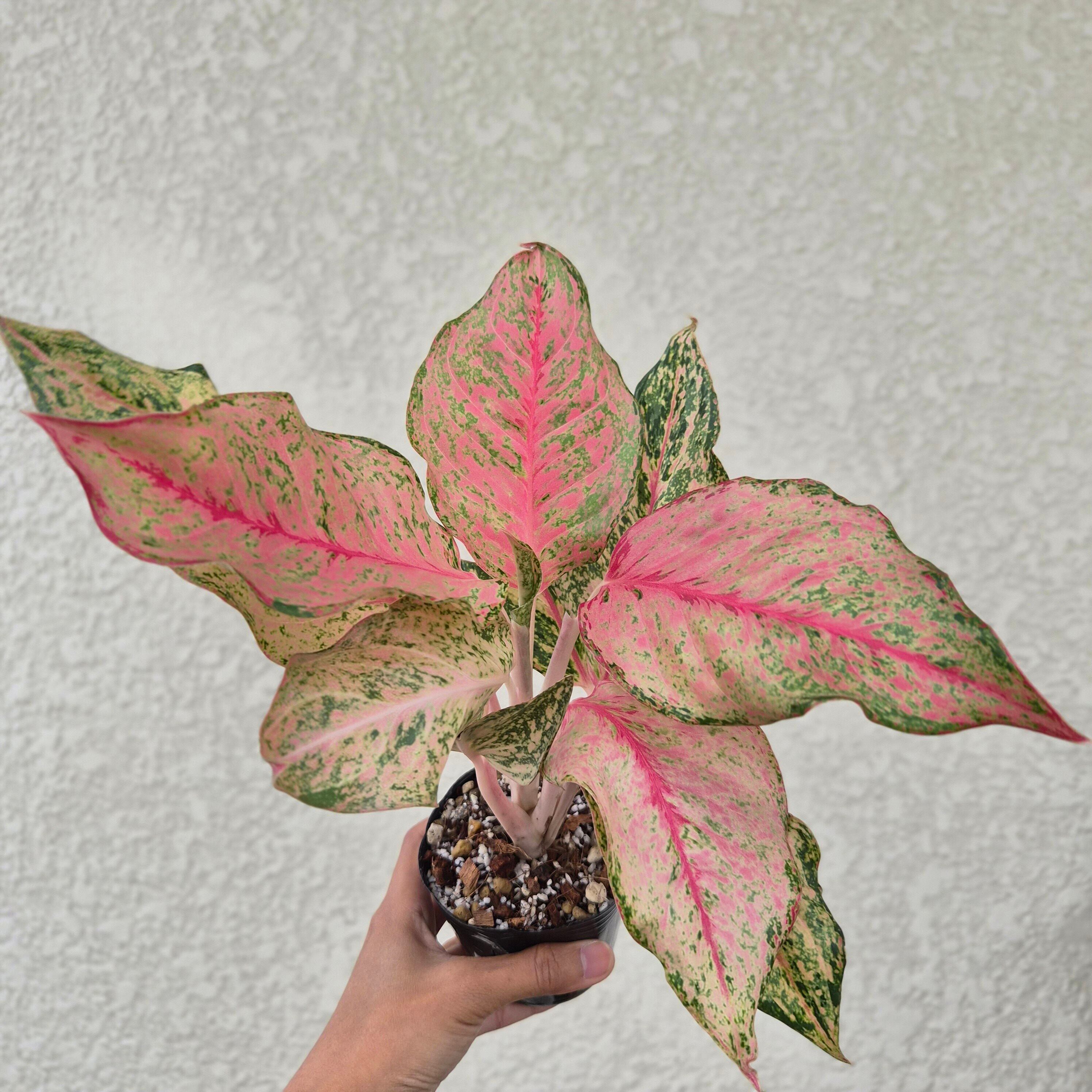 ①《Aglaonema Fortune》 アグラオネマ・フォーチュン 観葉植物 /ポット発送