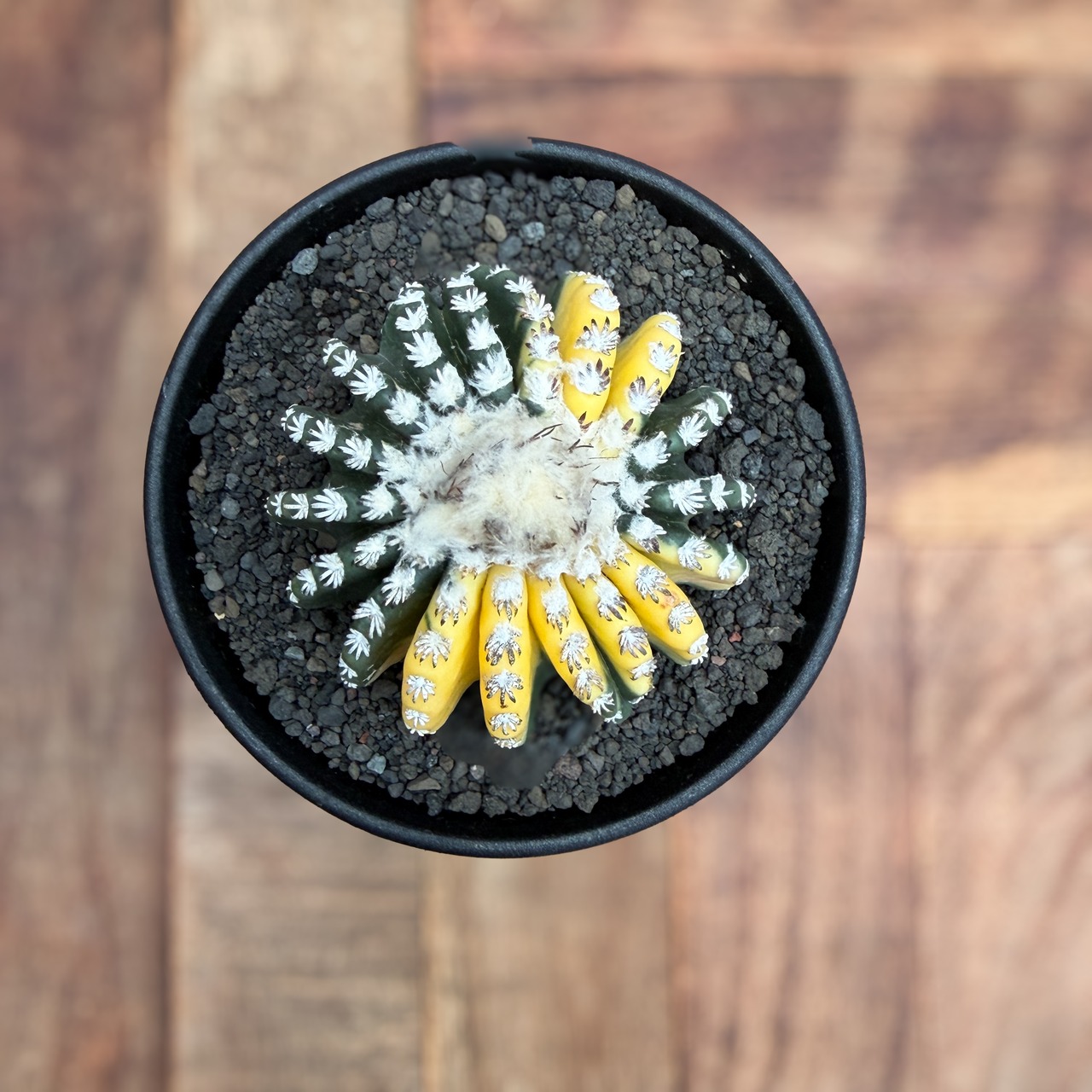 Discocactus horstii variegata【ディスコカクタス・ホルスティ錦】