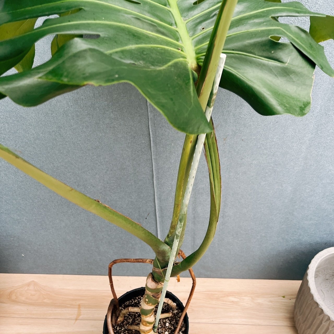 モンステラ デリシオーサ 幹立ち 10号 133cm 観葉植物 モンステラ 幹