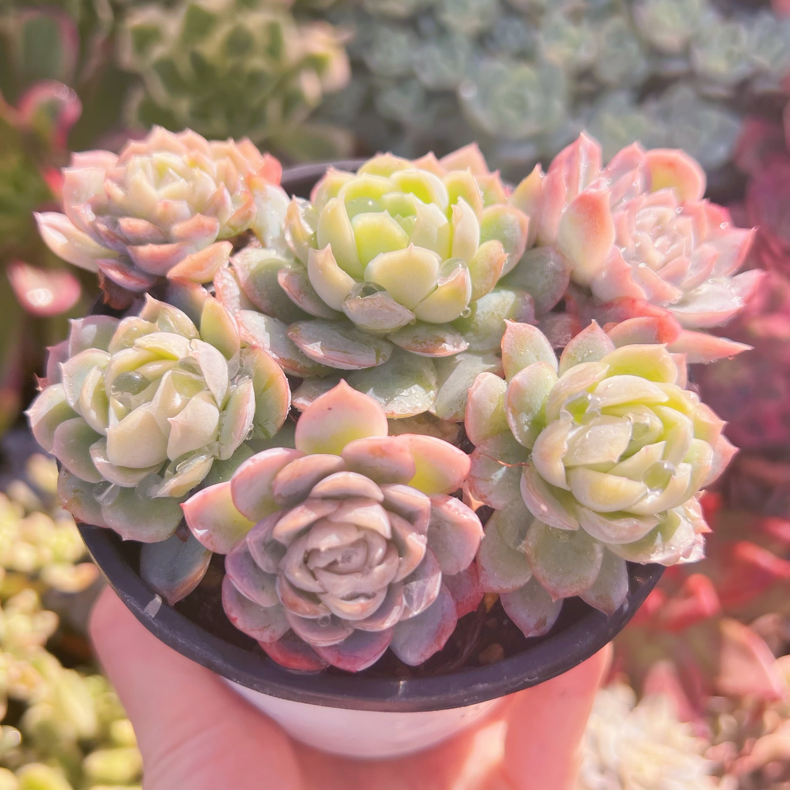 現品　メキシコスノーボール#284　古株　るる農園