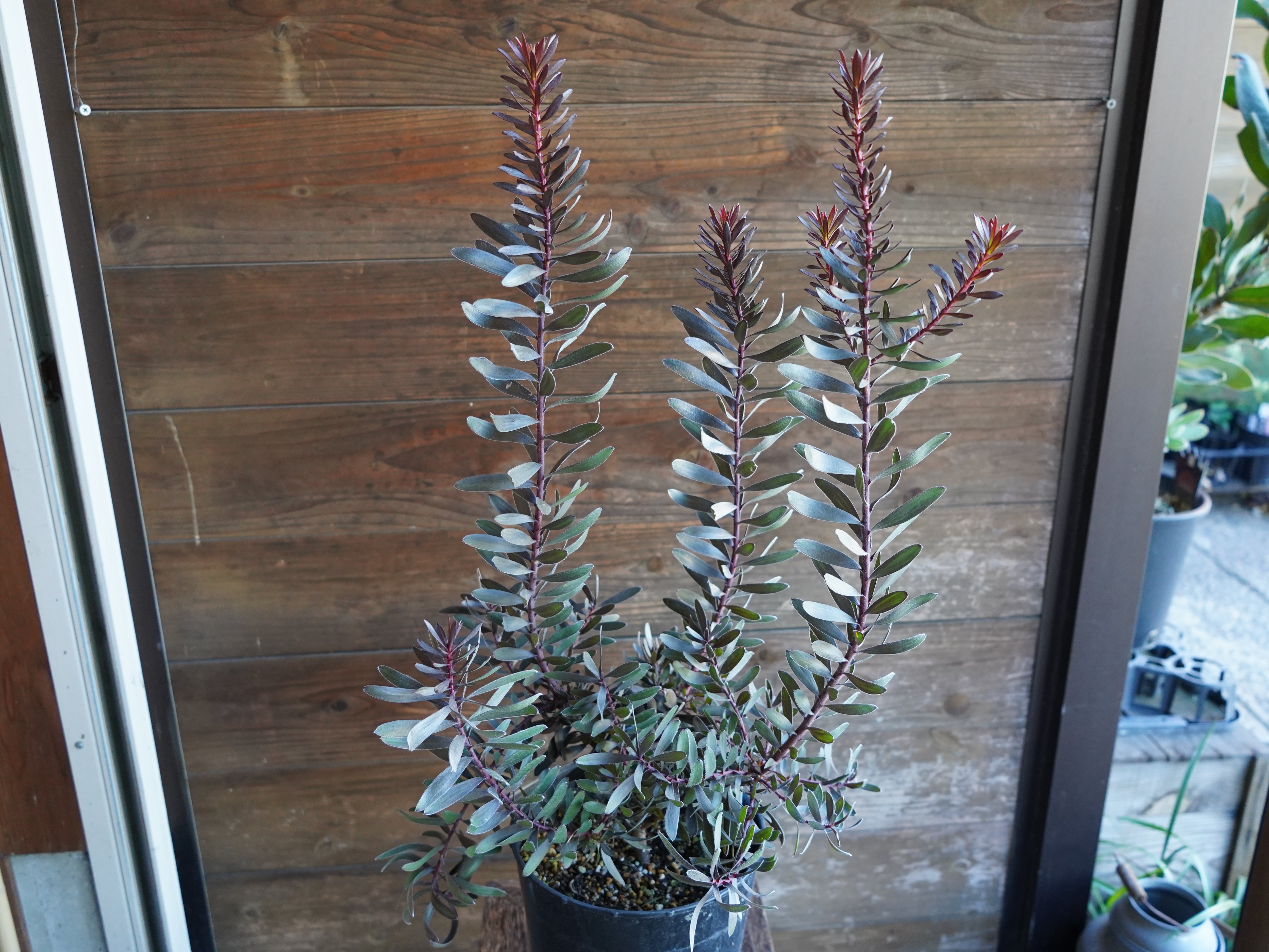 【現物】リューカデンドロン　”デュリフ”　7号　B