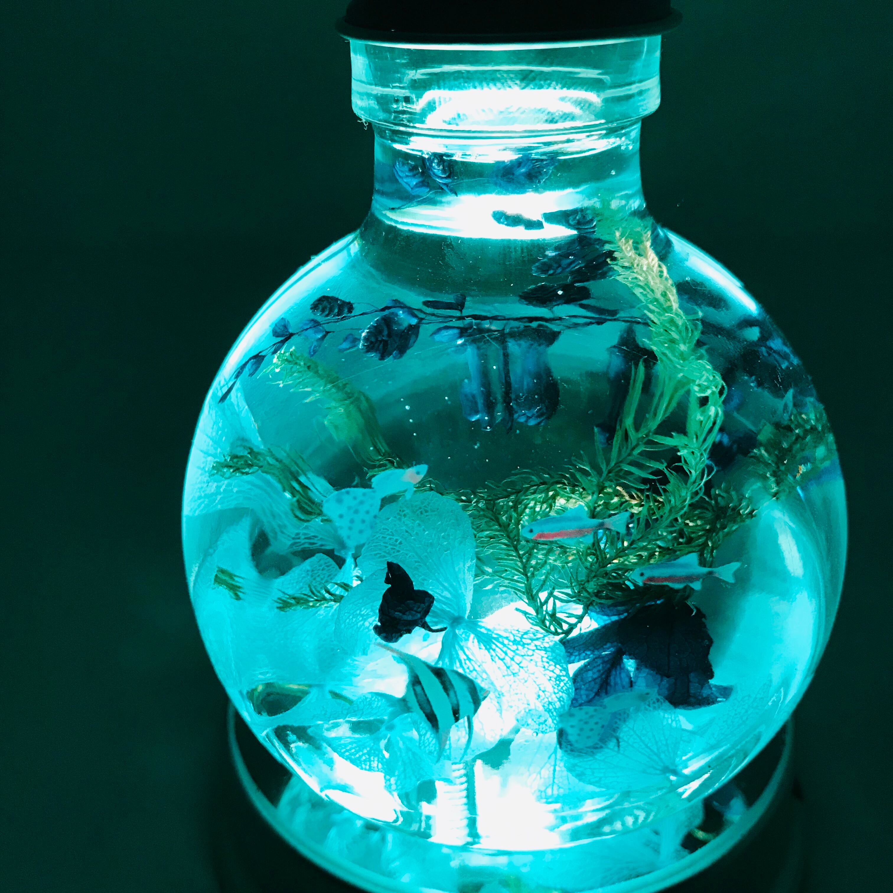 最高級ハーバリウム〜Blue tetra〜 | Mikuy_Flower