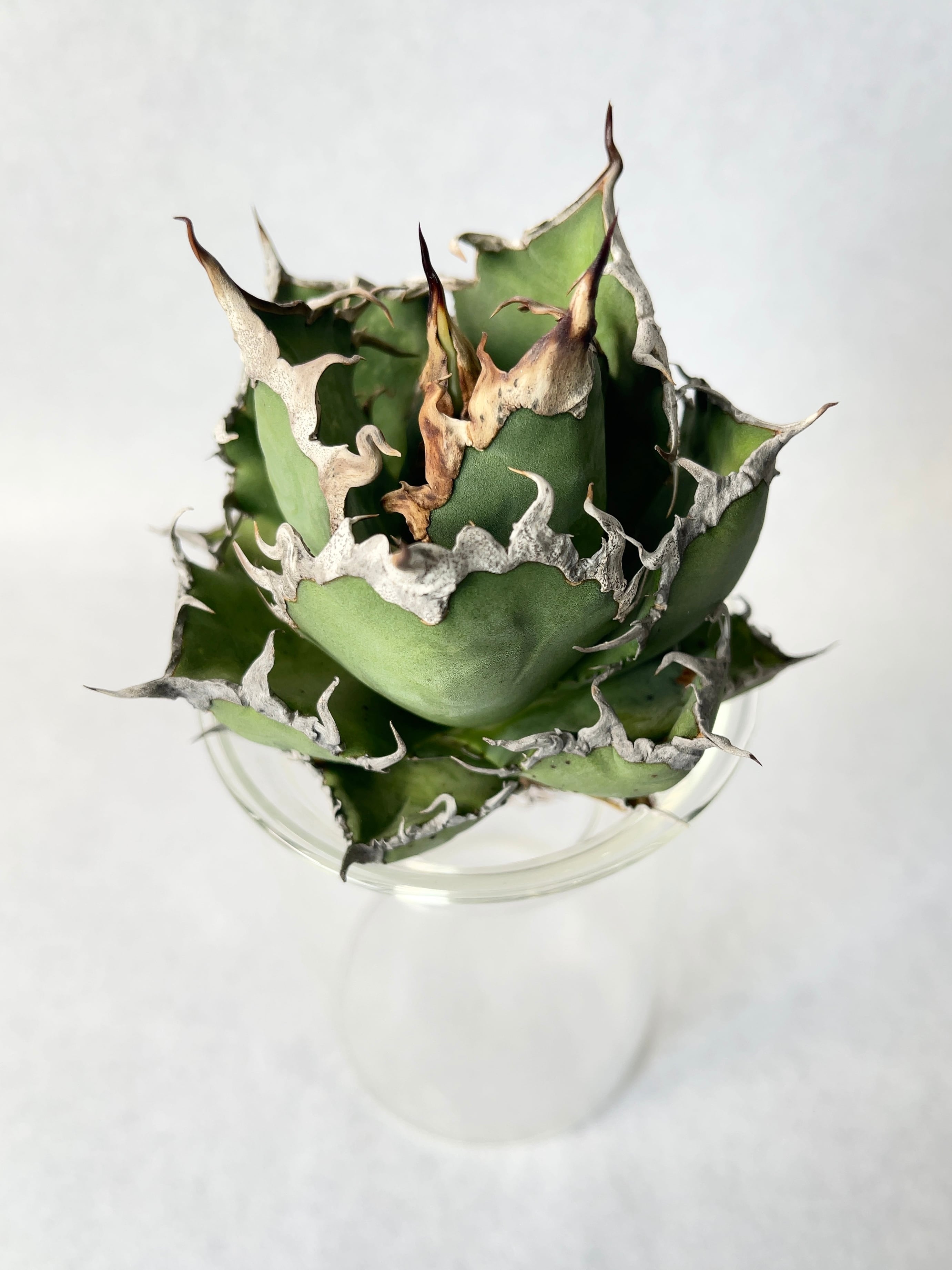 ◆アガベ！シーザー！NO.3◆ アガベ・シーザー 3(中) | trigger