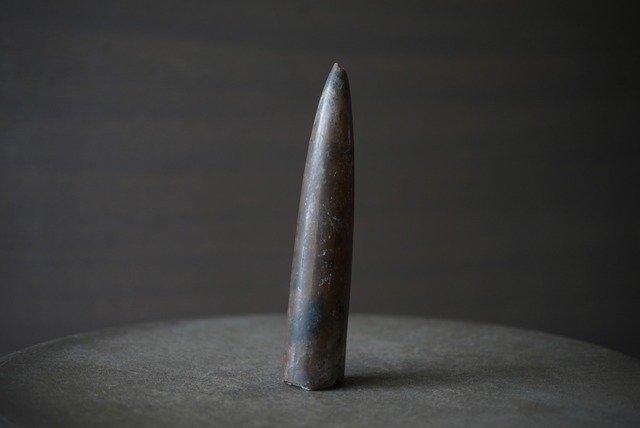 ロシア産頭足類化石 Cylindroteuthis sp. 1661