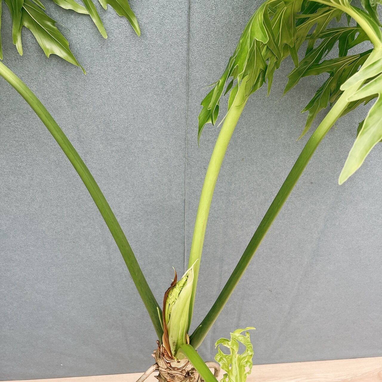 現品］R2 フィロデンドロン セローム 幹上がり 8号 観葉植物 大型 室内