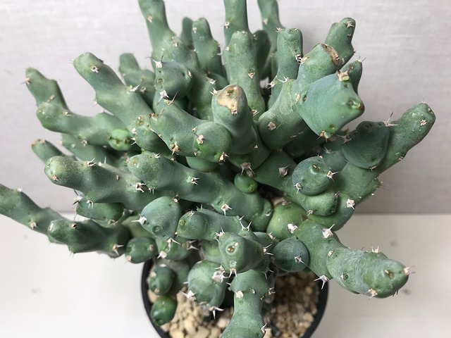 ユーフォルビア クリビコラ