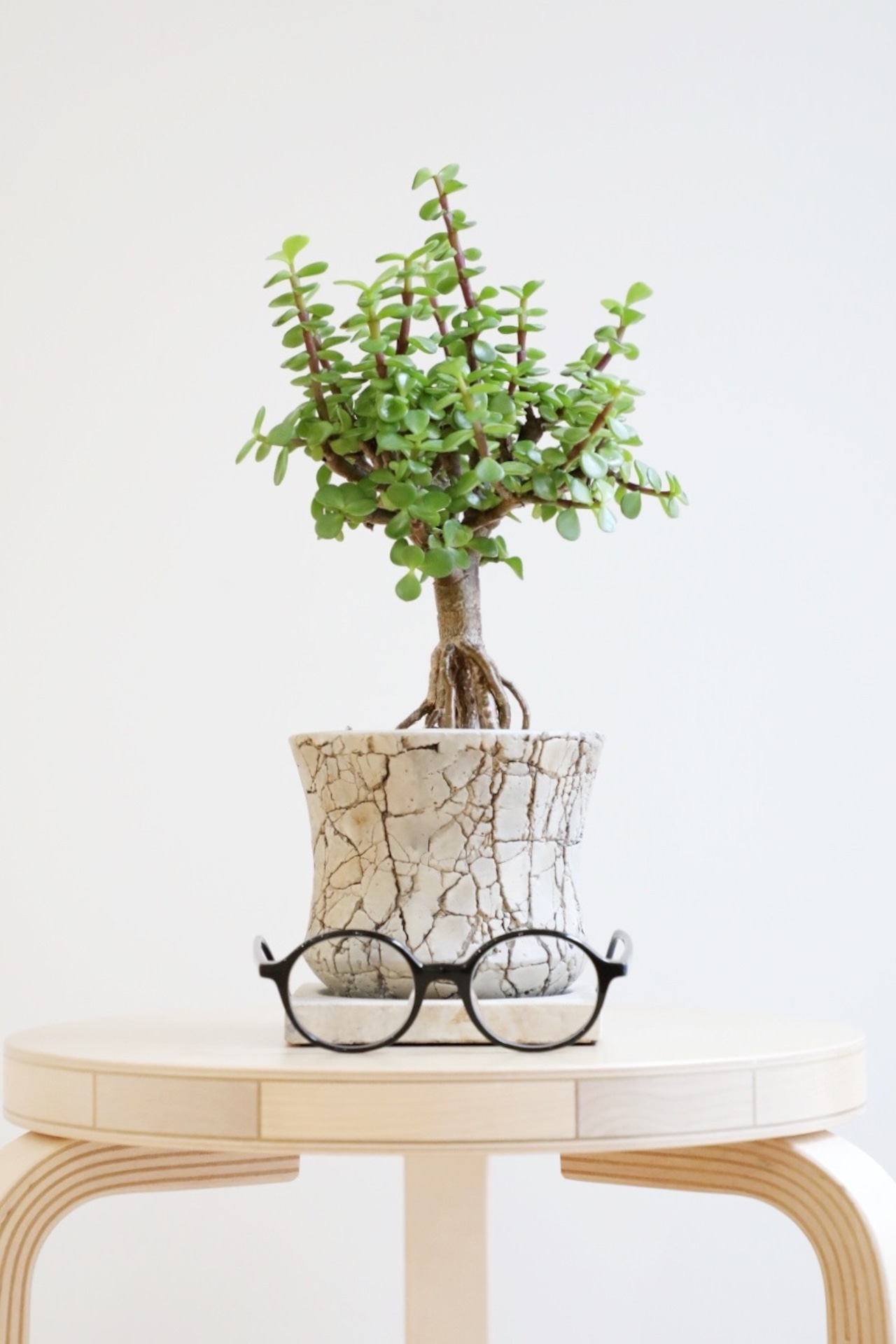 【S】ポーチュラカリア 銀杏木/Portulacaria afra