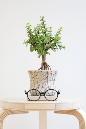 【S】ポーチュラカリア 銀杏木/Portulacaria afra