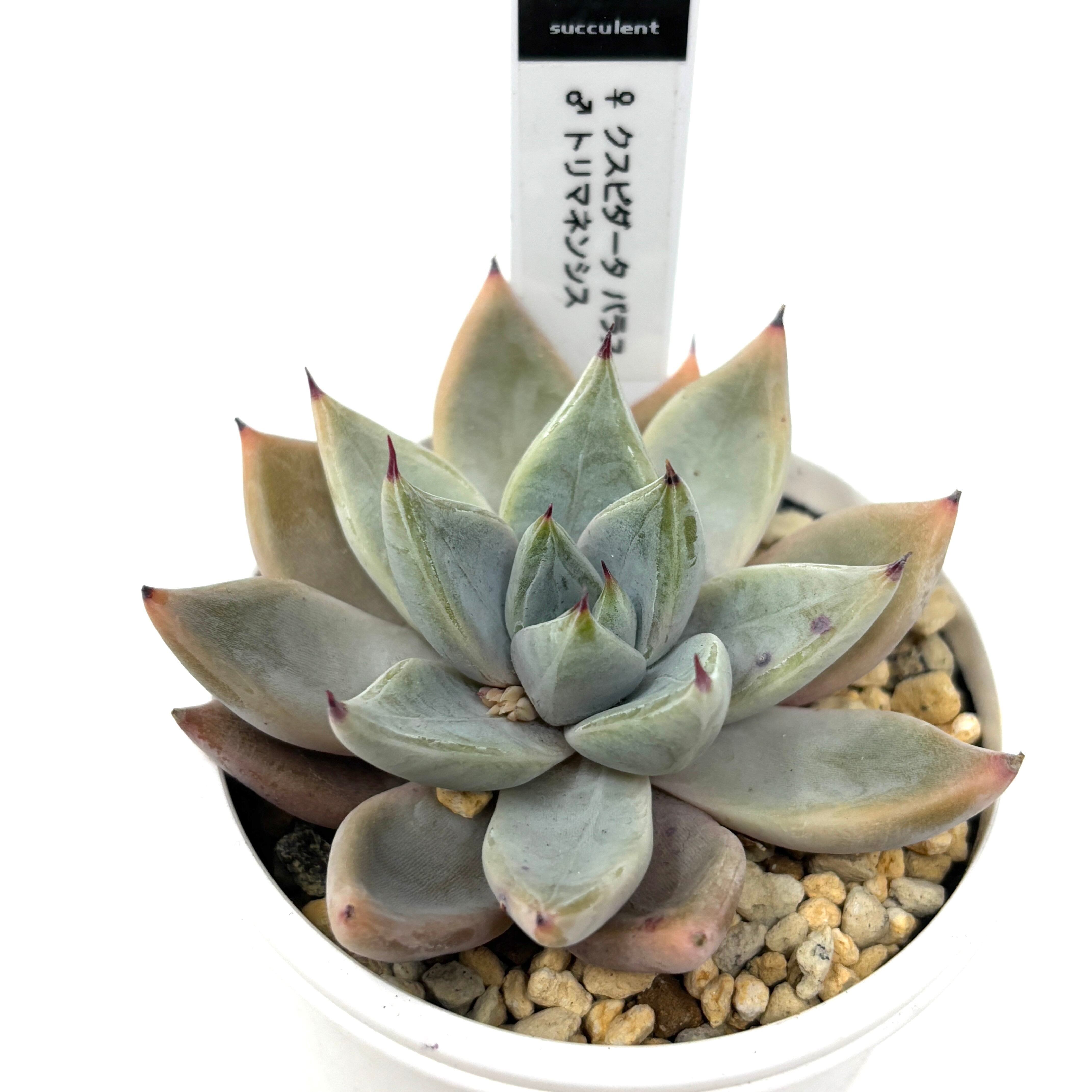 marumocoさん苗 エケベリア ♀クスピダータパラス × ♂トリマネンシス【638】